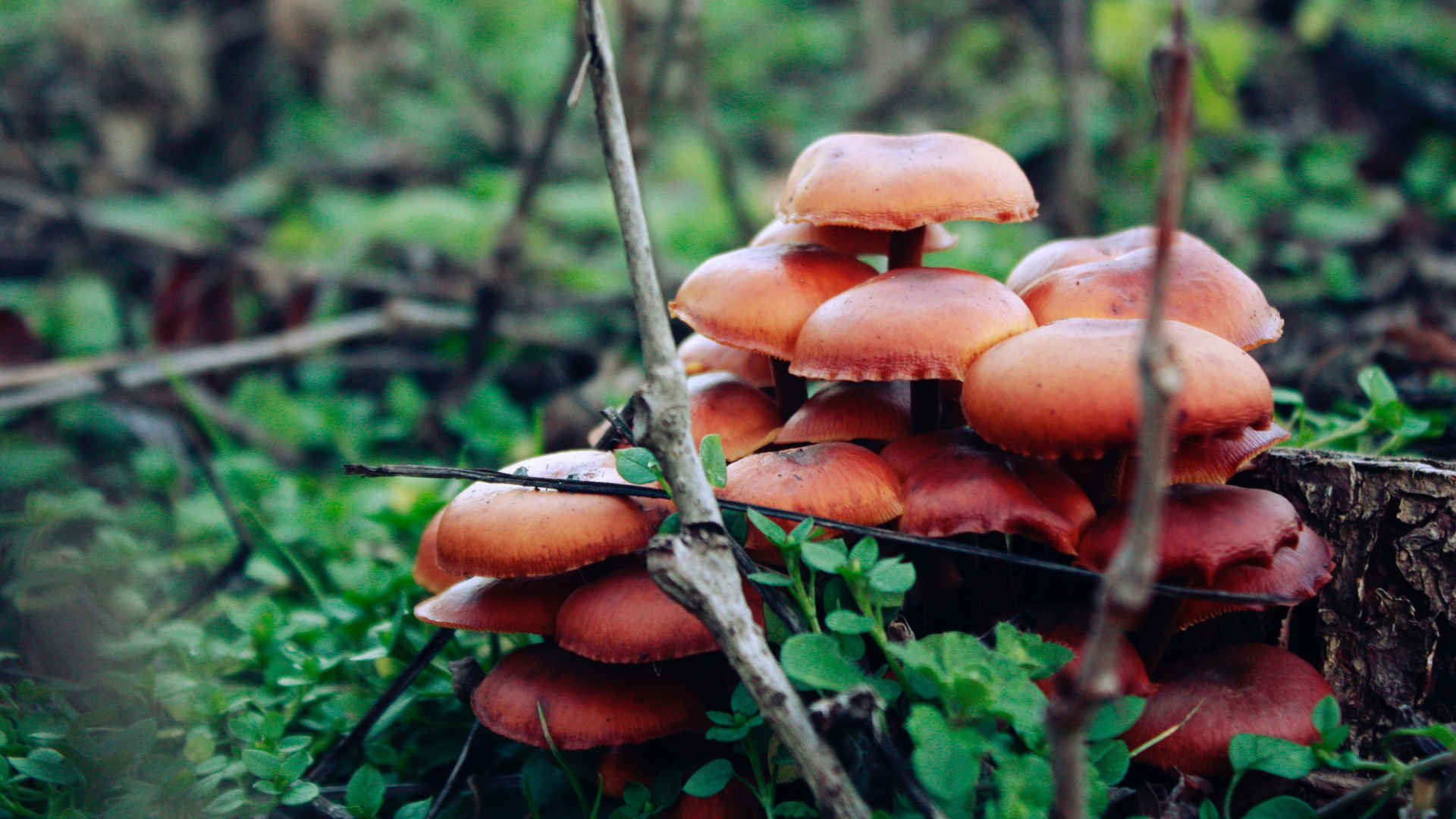森林里的高清蘑菇图片