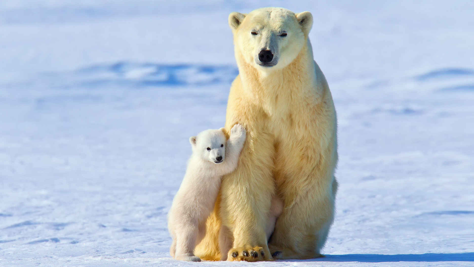 北极熊图片-