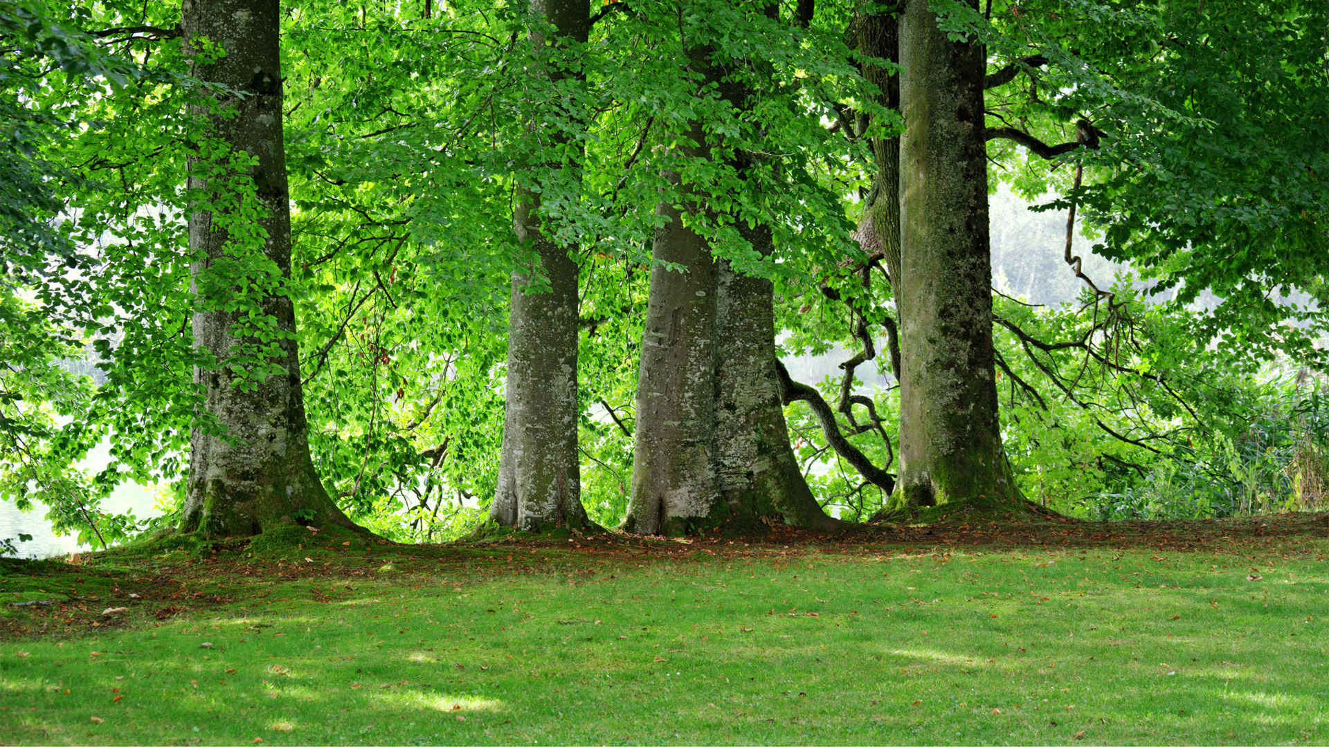 绿色树木自然风景图片