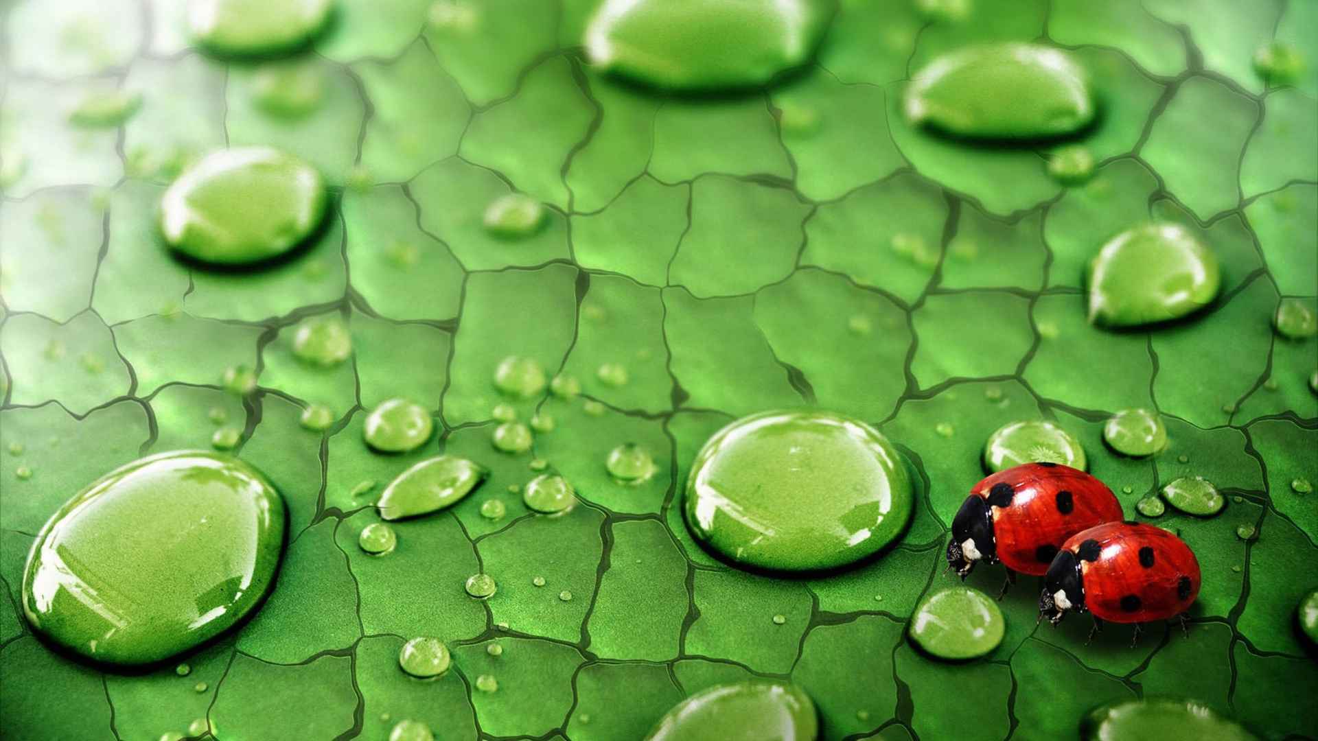绿叶水珠上的七星瓢虫-