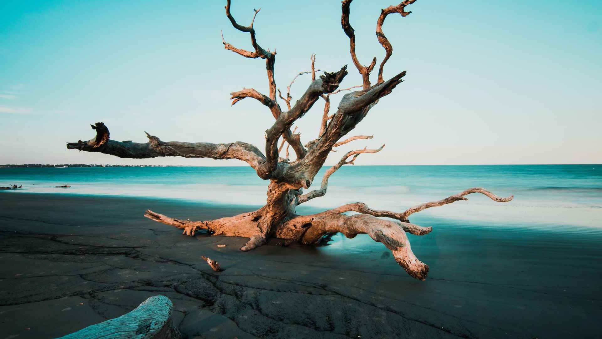海滩枯树适合孤独的风景图片
