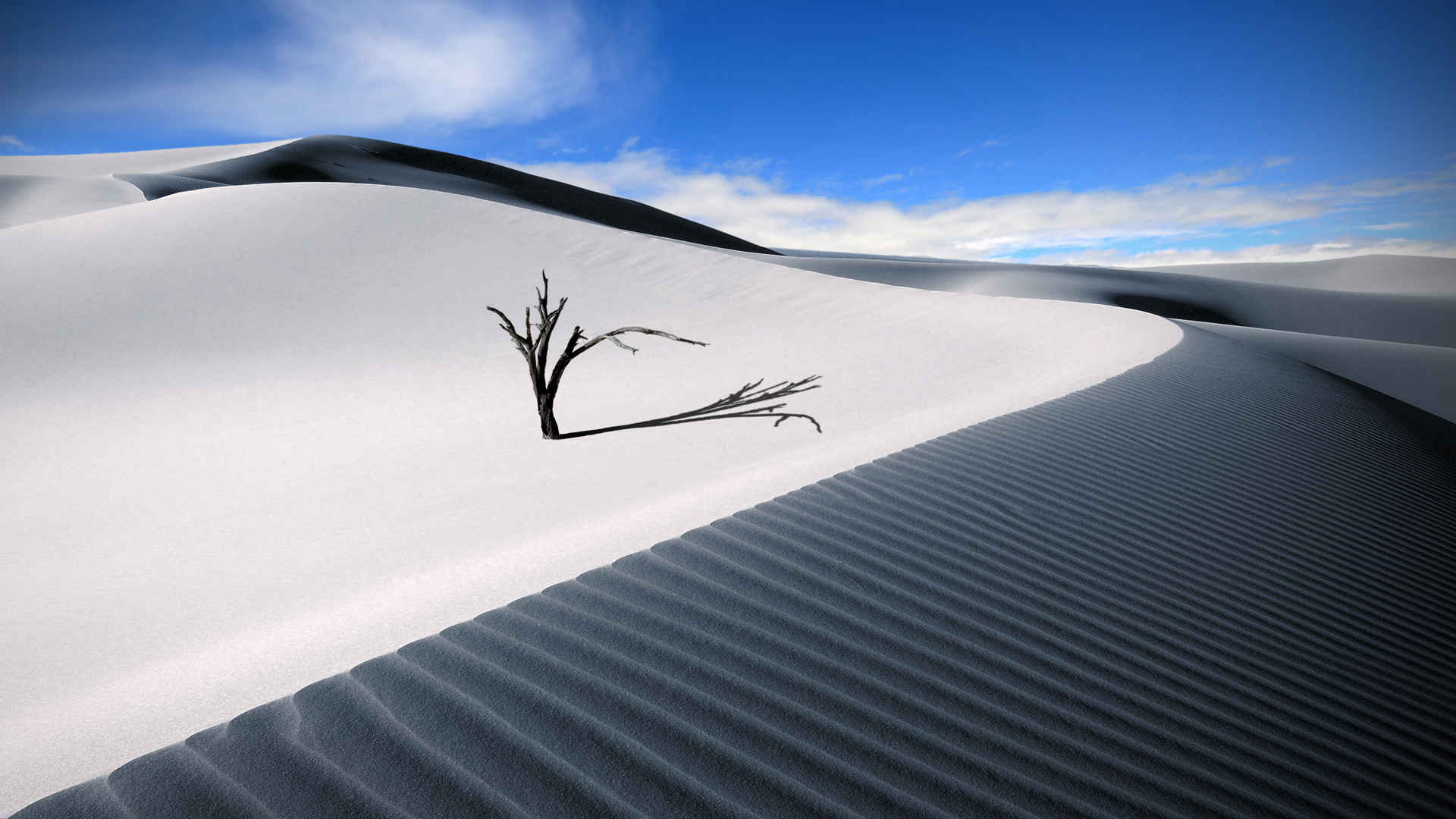 茫茫白色沙漠的枯木-