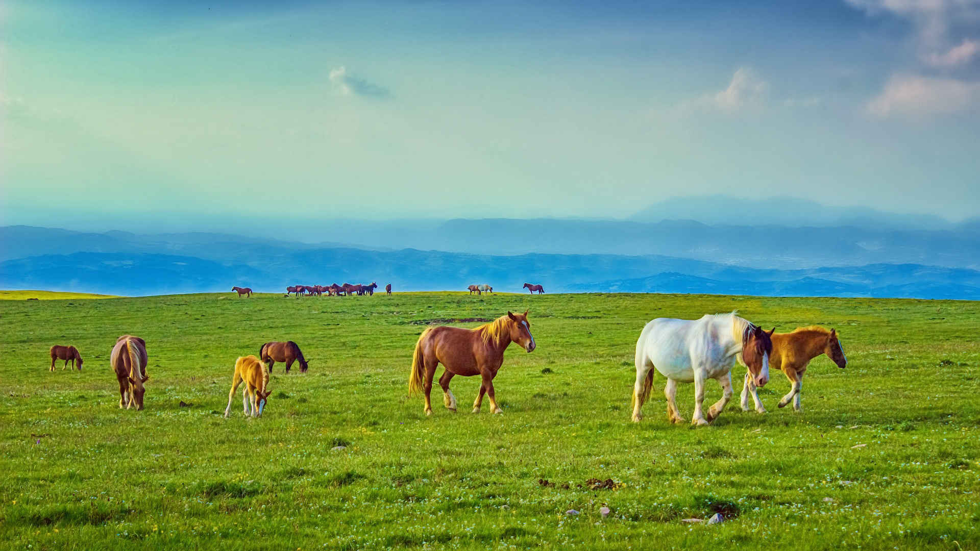 草原上的马匹群-