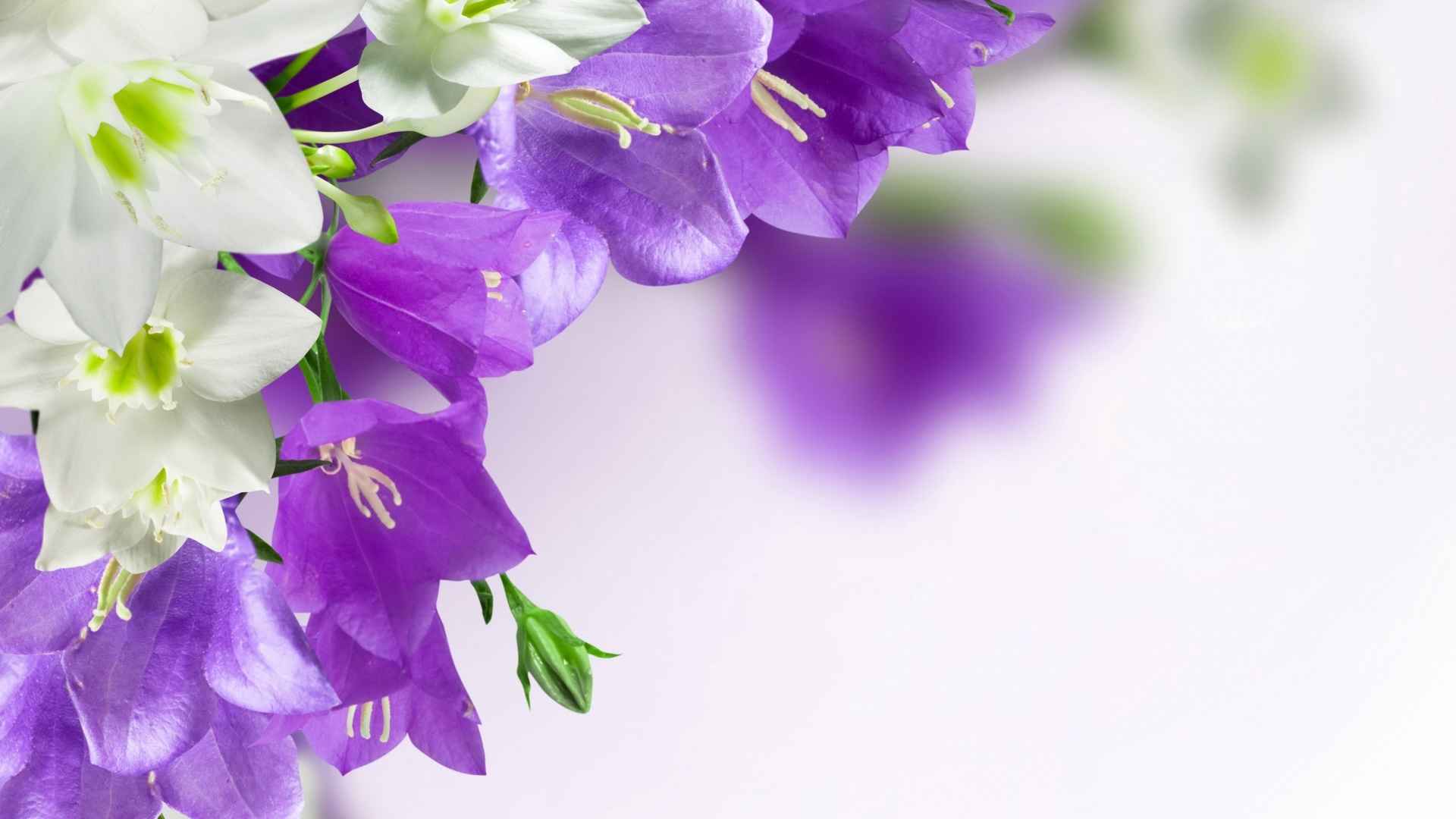 紫色玄泫雅小花壁纸-