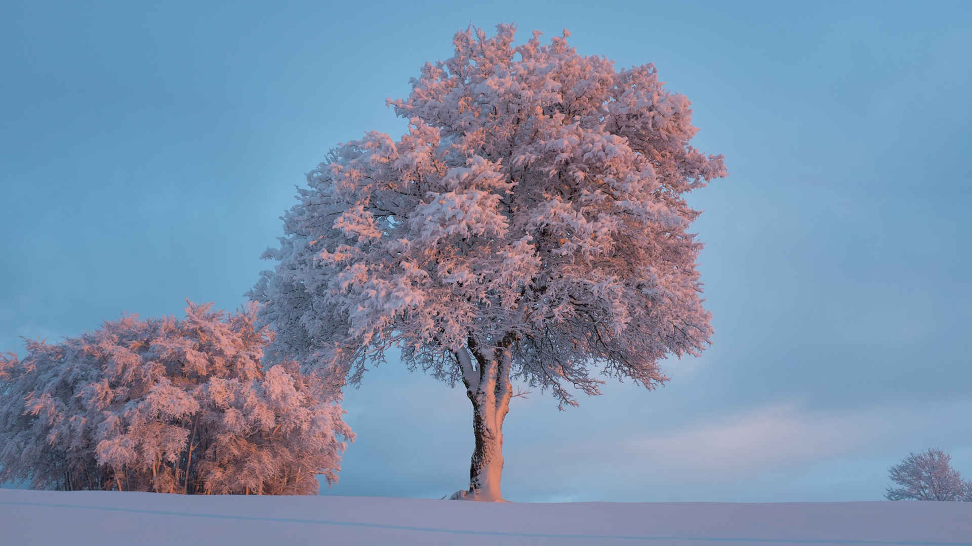 雪景中相互依偎的两棵树-