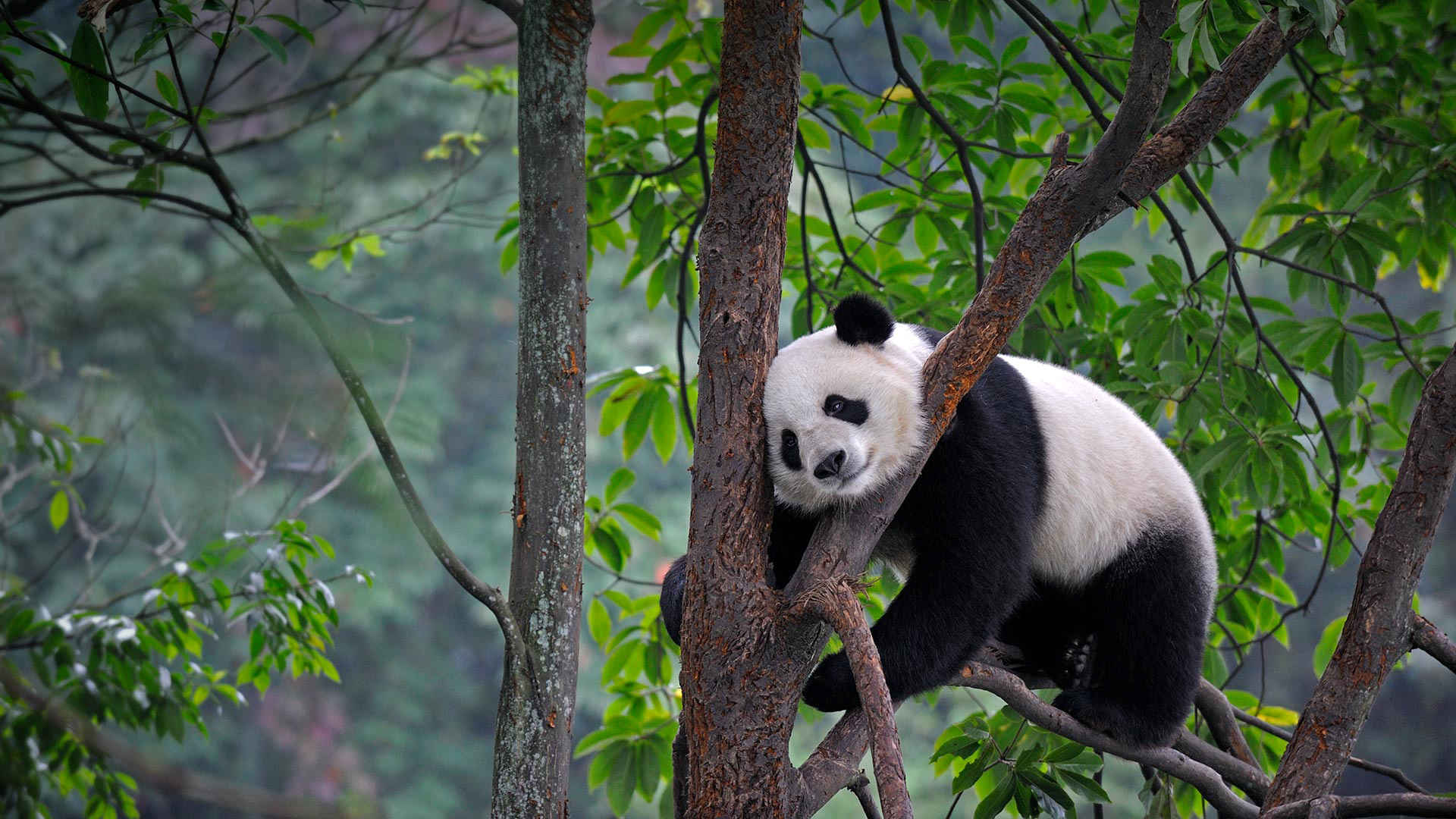 熊猫卡在树枝上