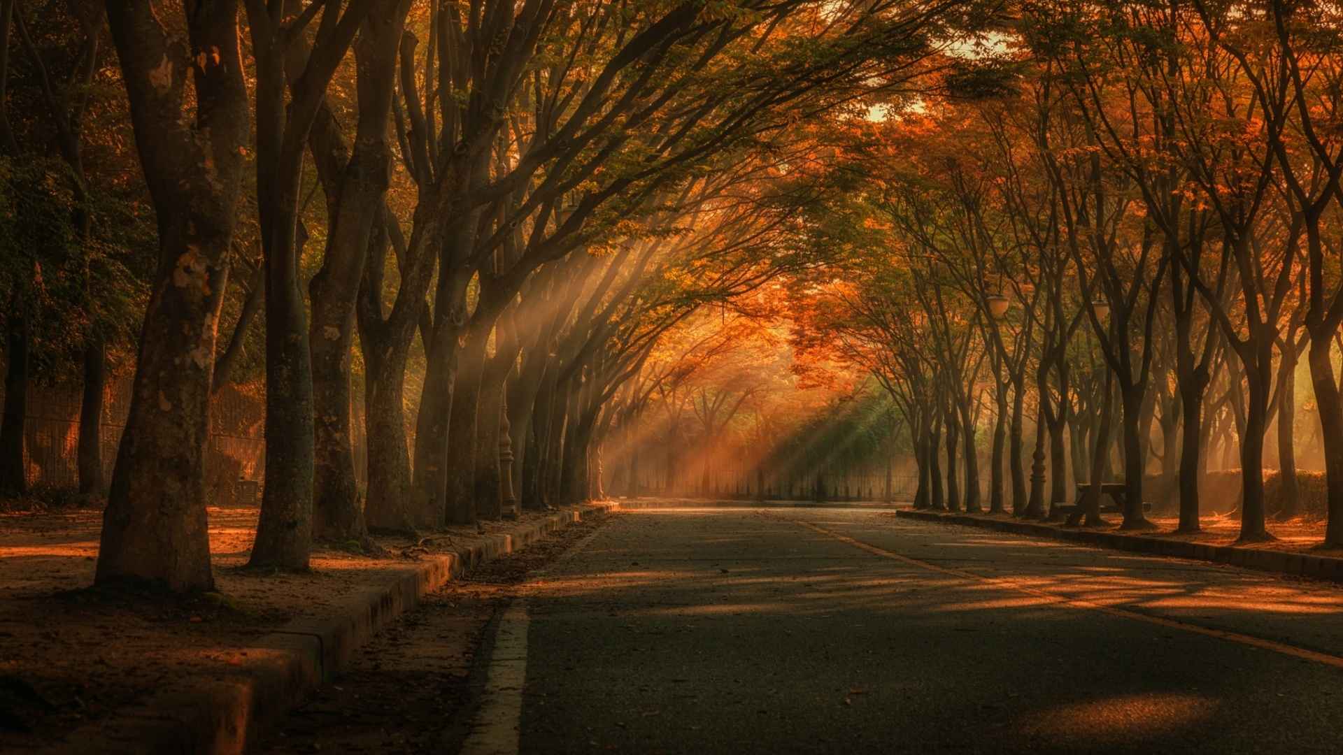 阳光射过树林照到道路上意境图片-