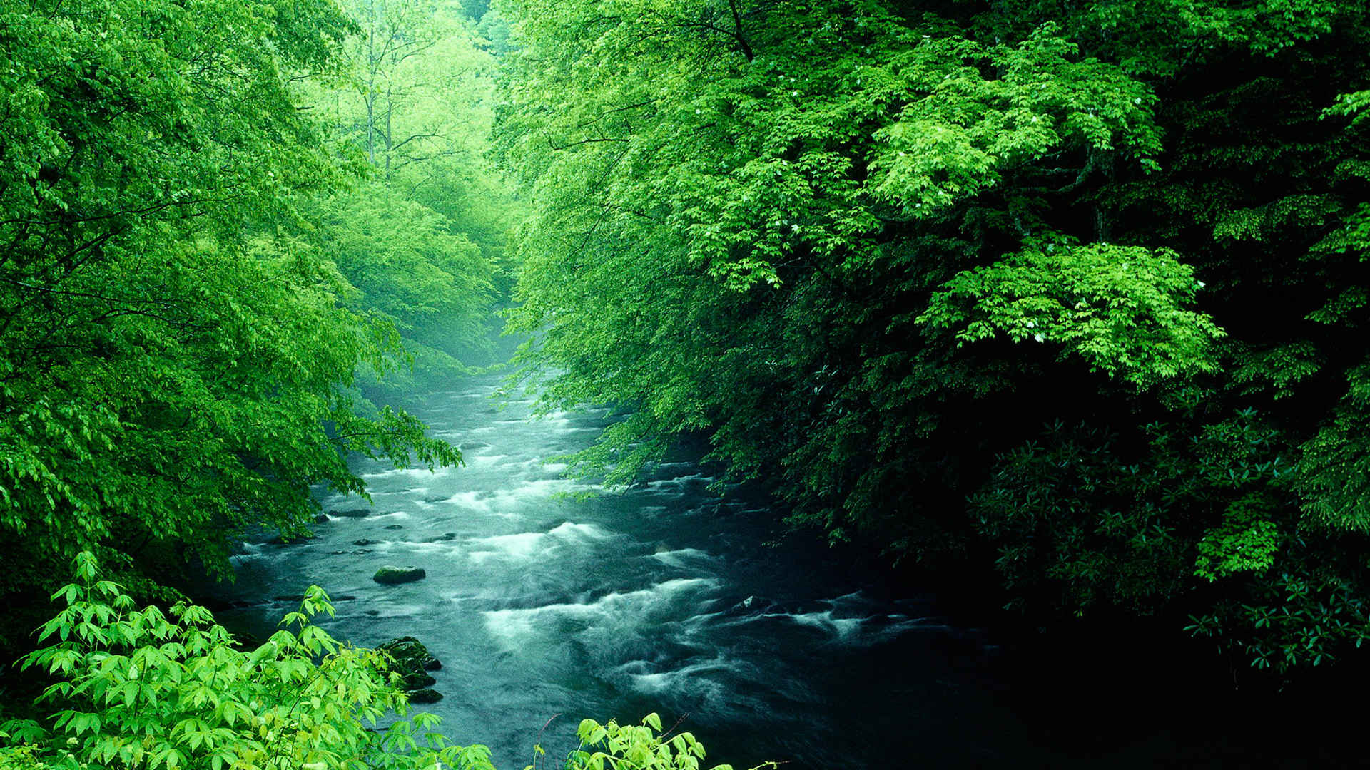 绿色树林河流清新治愈系壁纸-