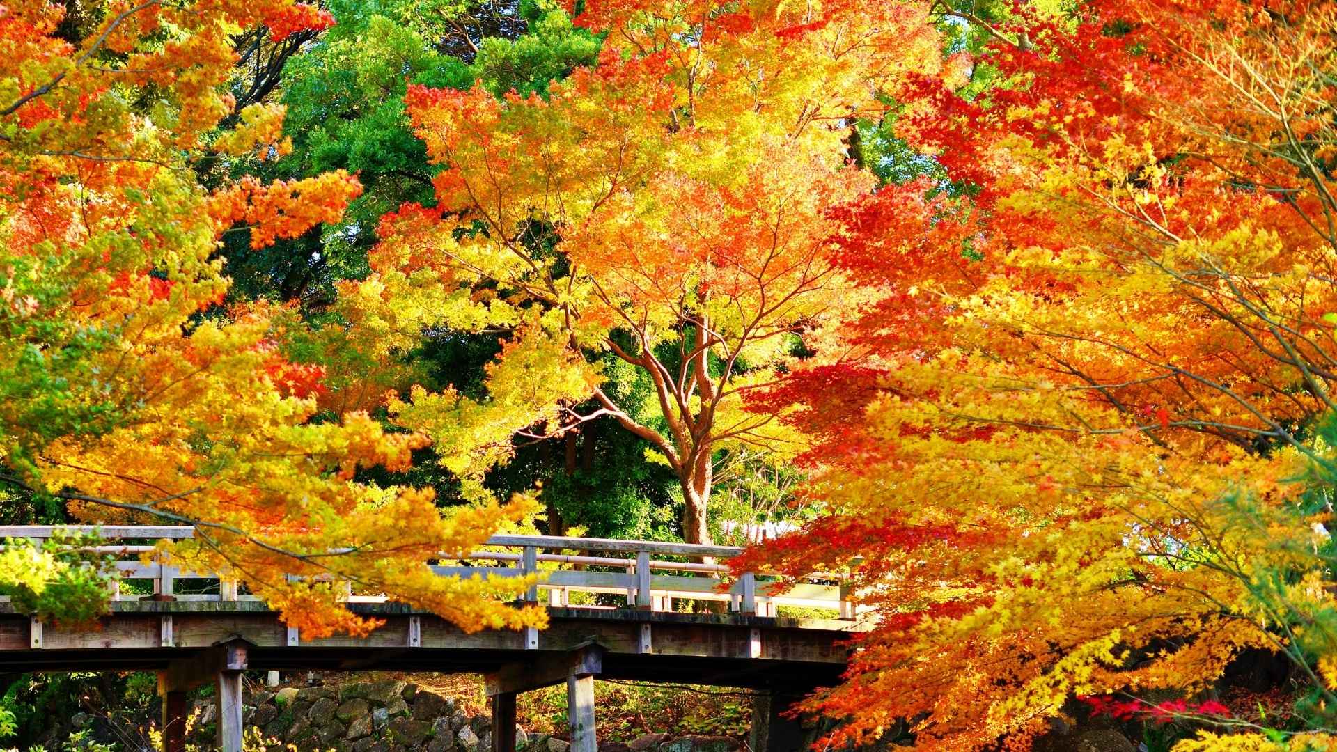 秋天小桥边上金色树木唯美图片-
