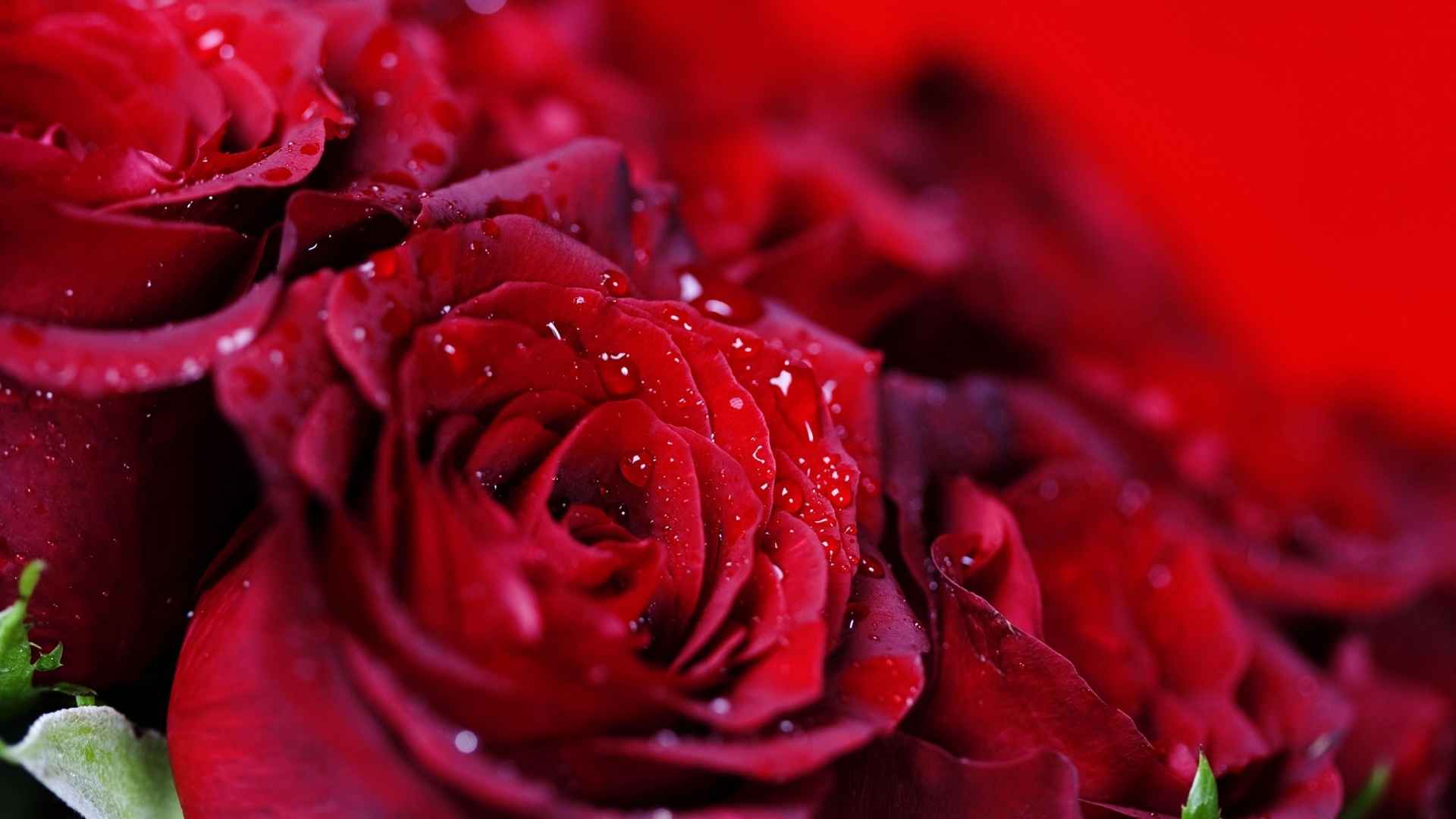 唯美红玫瑰鲜花意境图片-