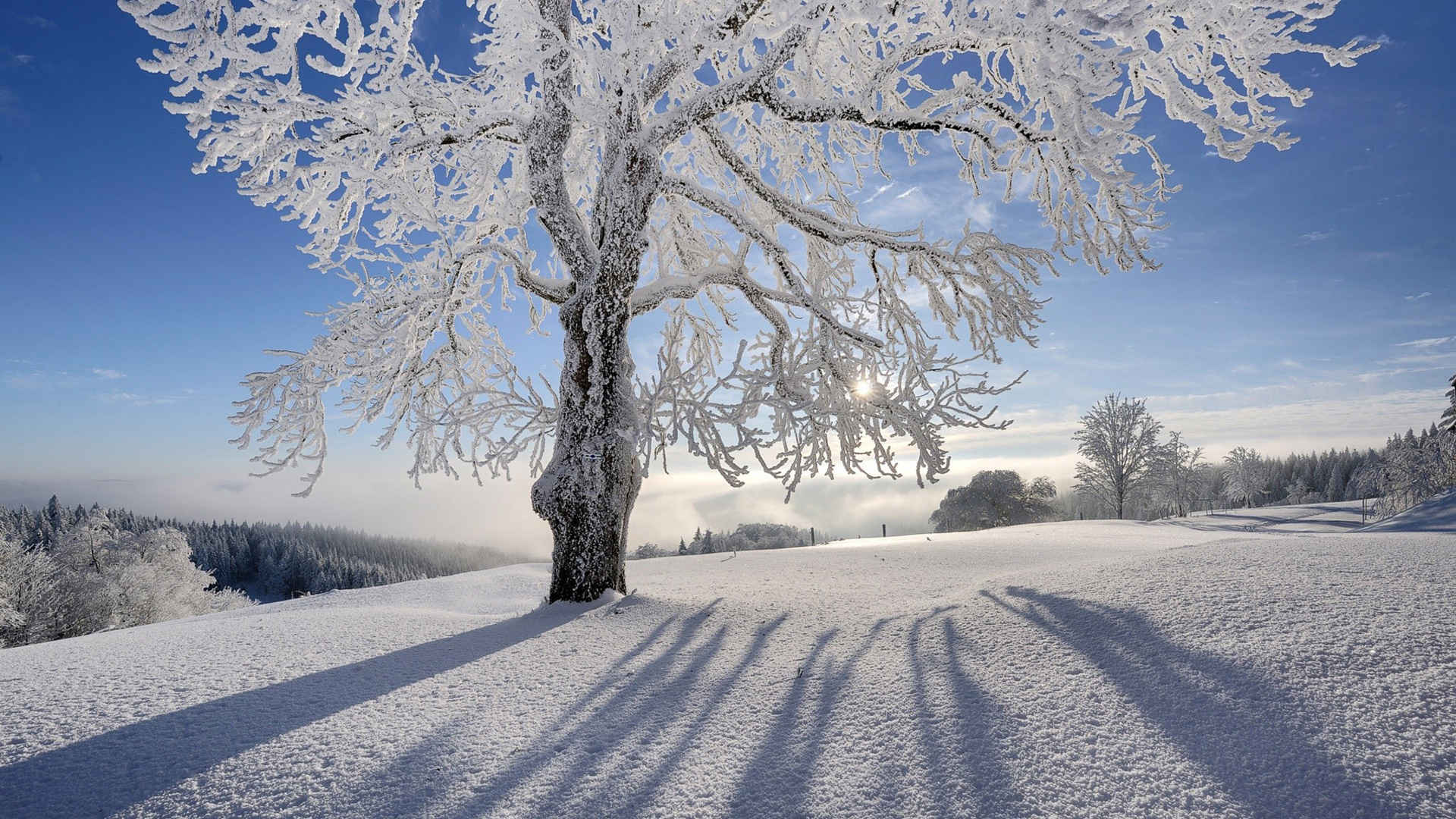 雪原中一棵树