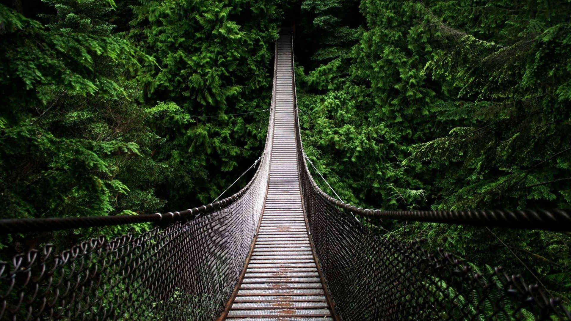 绿色森林中的吊桥图片-