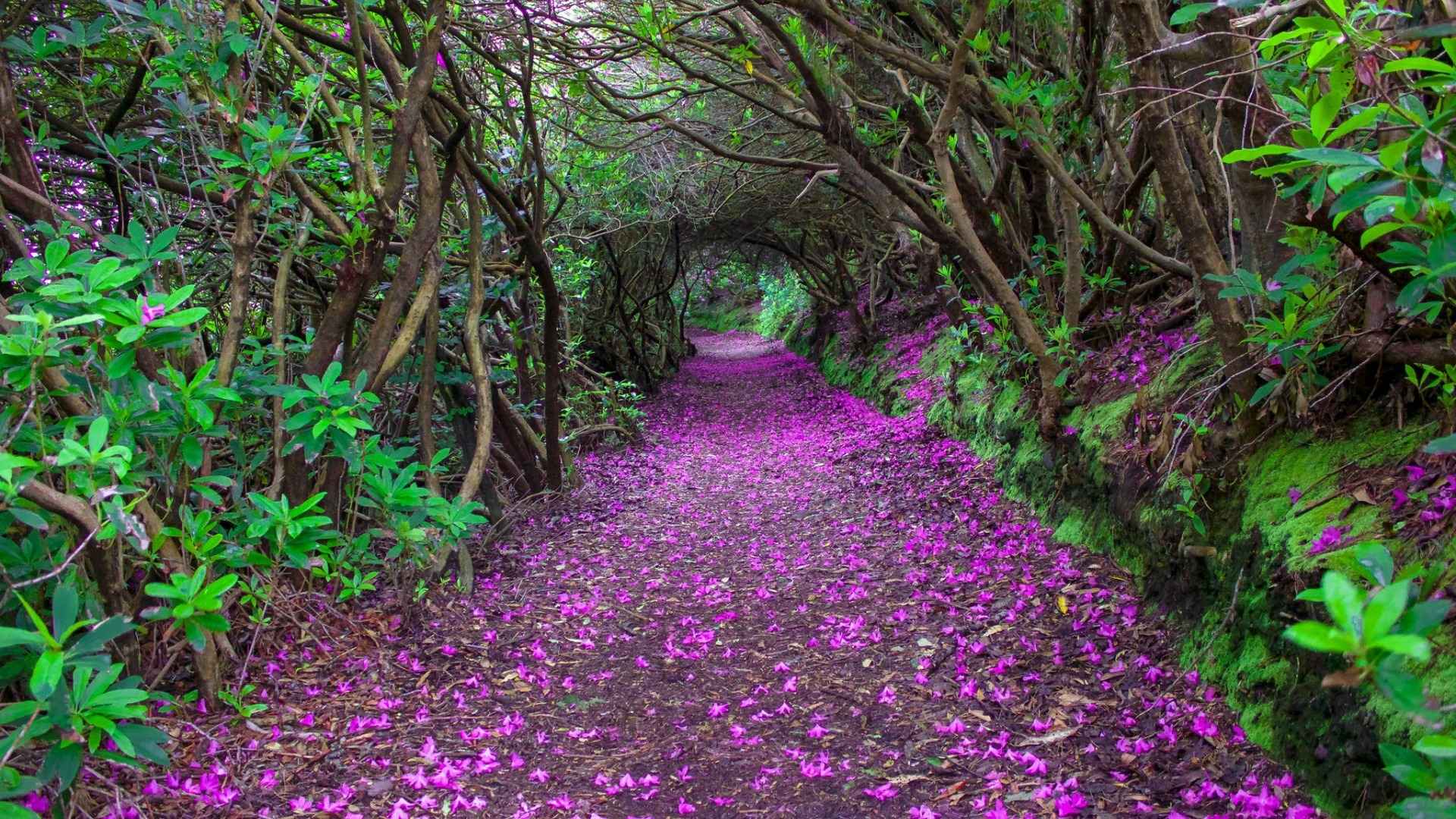 绿树紫色落花隧道图片-
