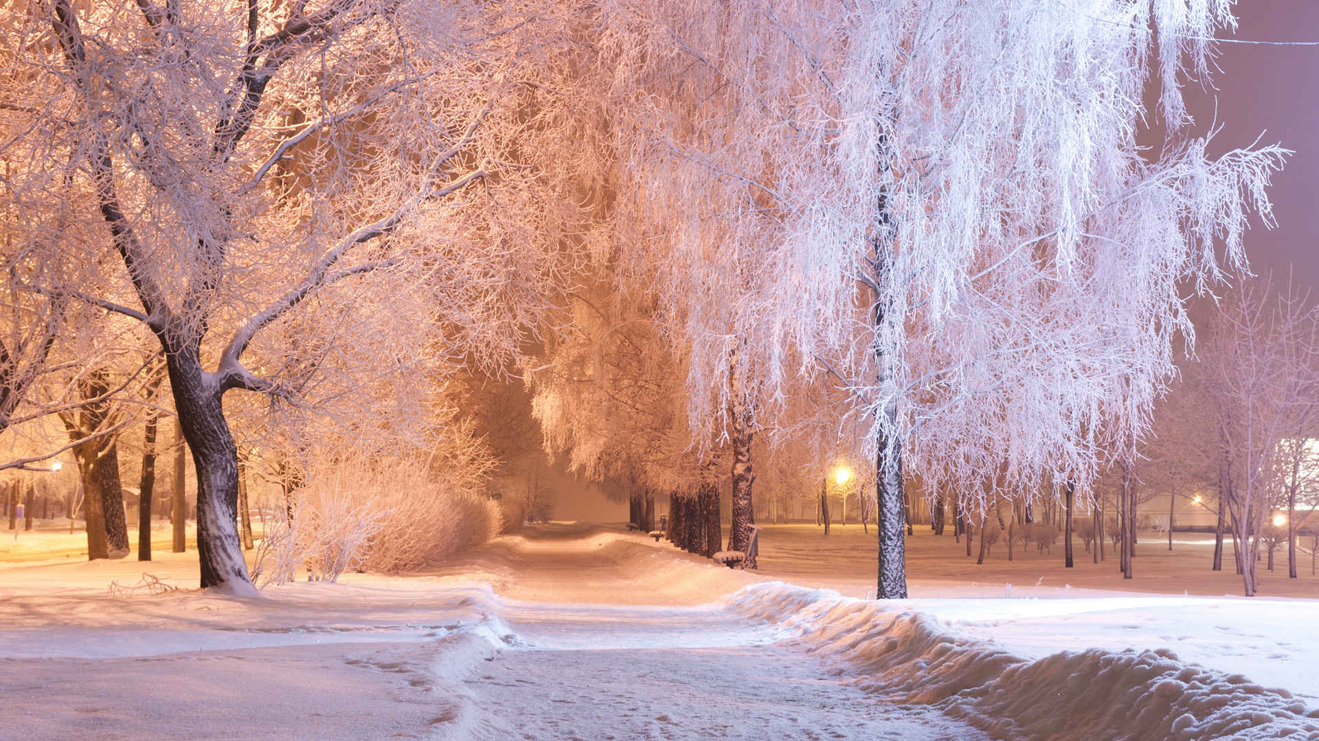 真实雪景树木灯光图片-