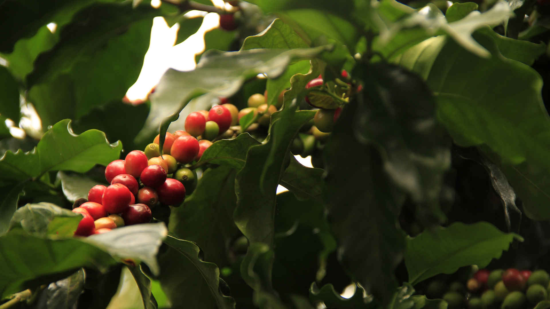 挂满果实的咖啡树图片