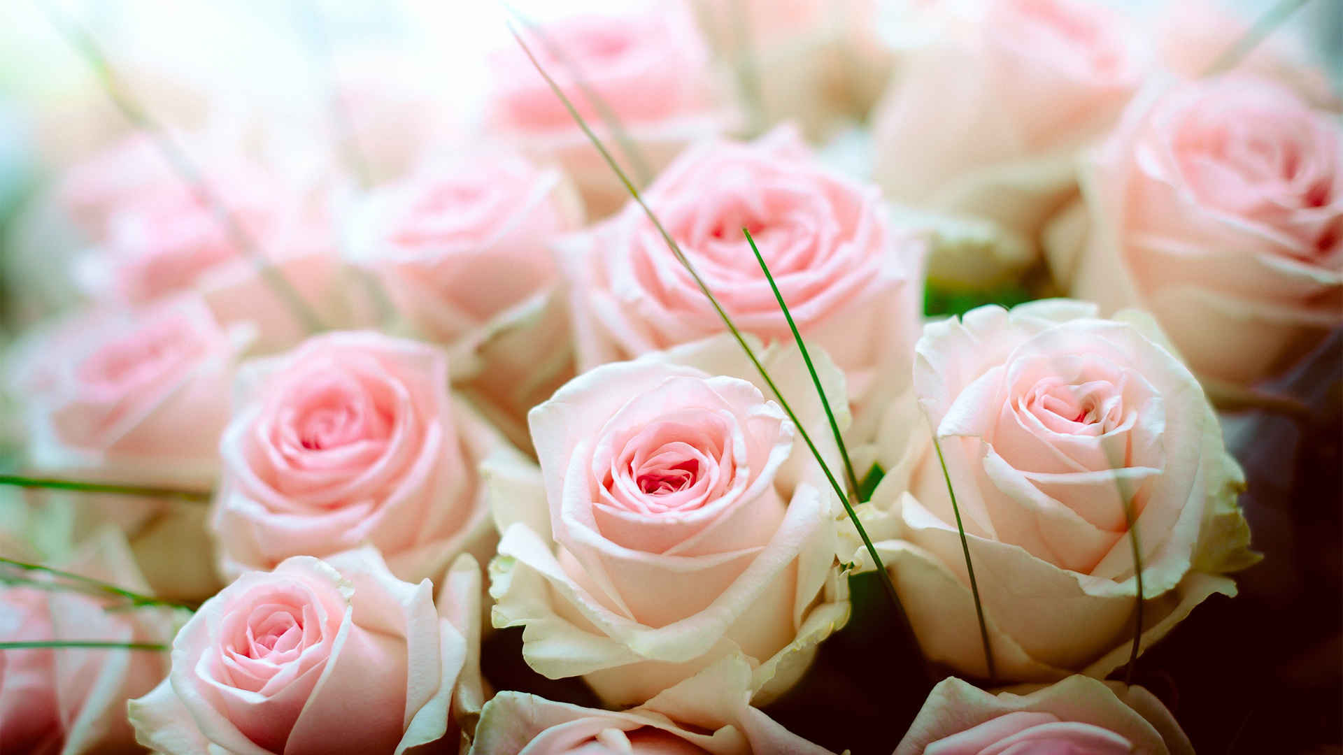 粉色玫瑰花个性桌面壁纸-