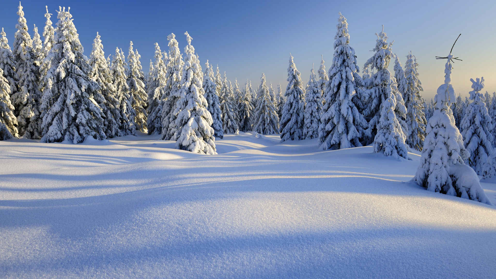 雪原树林图片