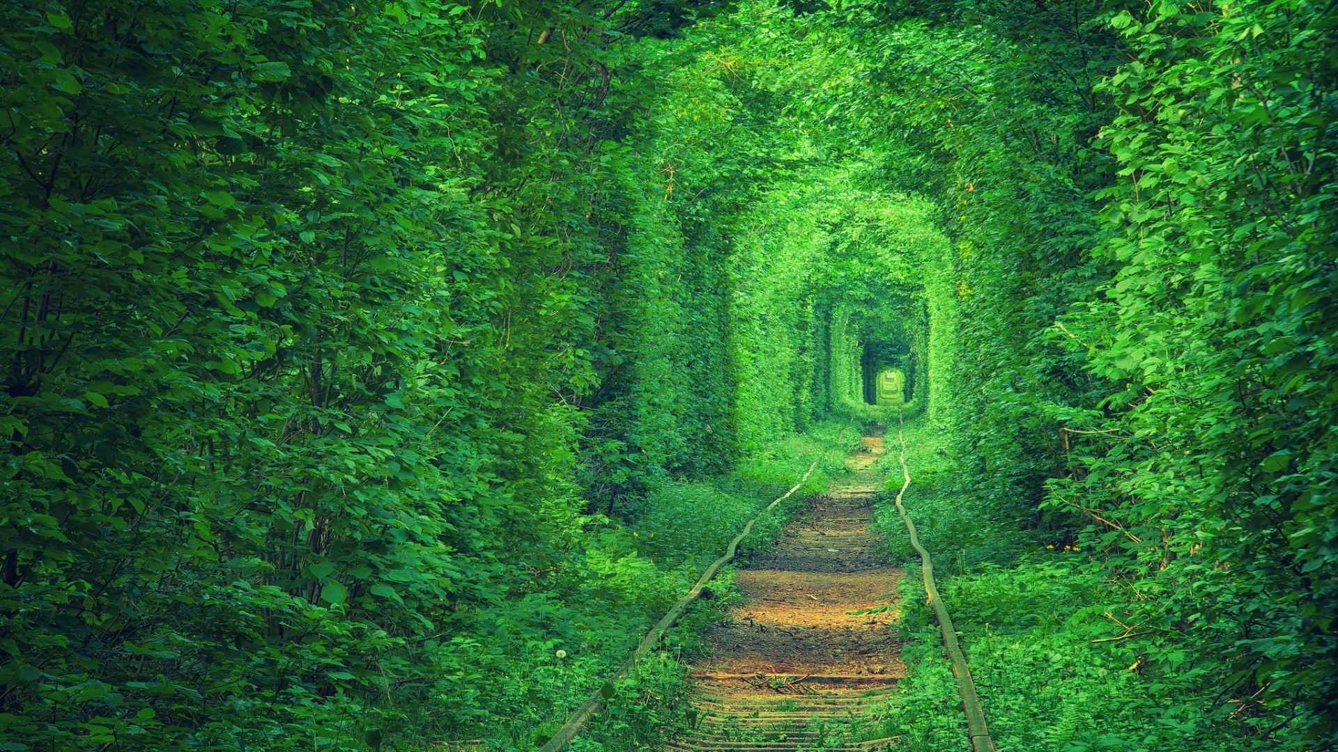 绿色希望之隧道图片-