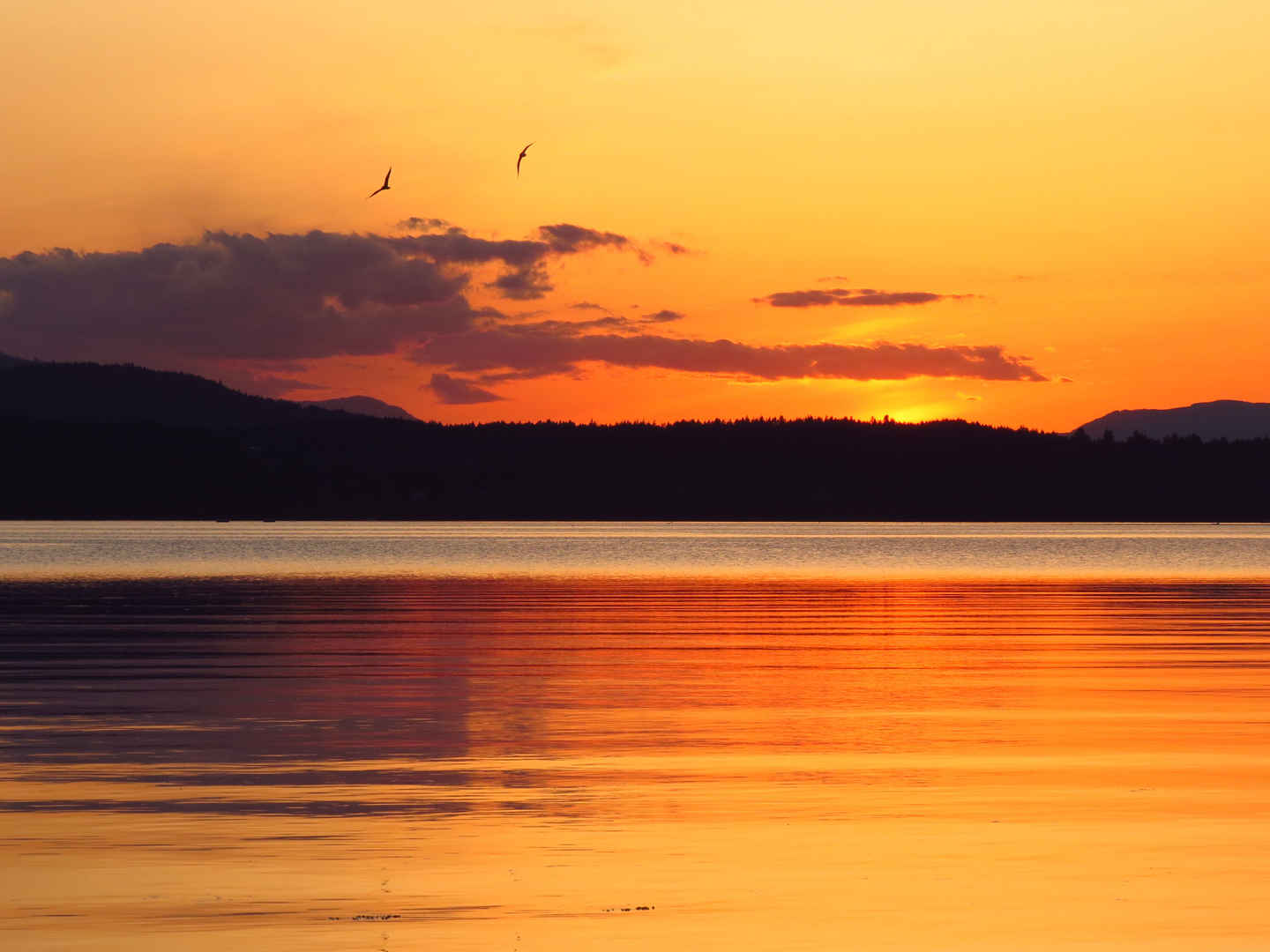 橙色的天空鸟湖云日落图片