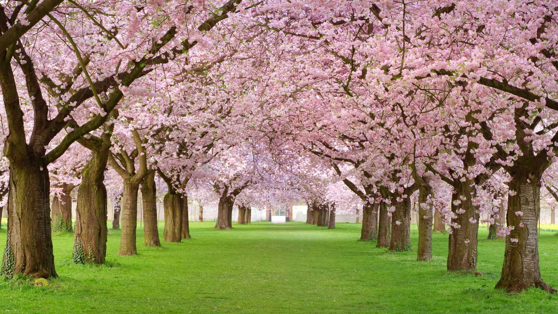 春天开花树粉红色花瓣图片