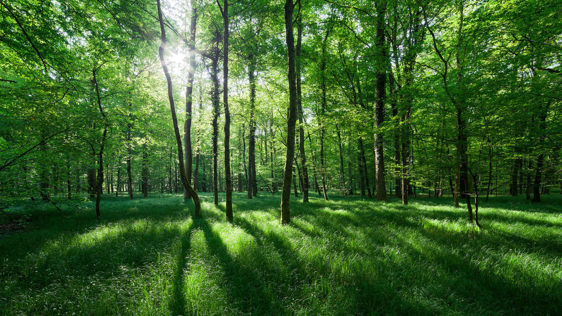 绿色树林唯美精美景色横屏图片-
