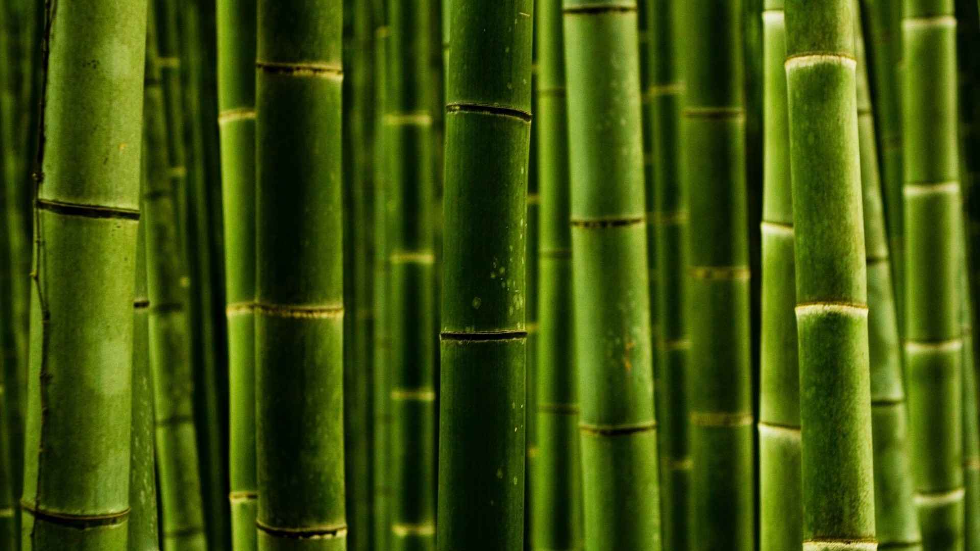 竹林薄荷绿色系图片