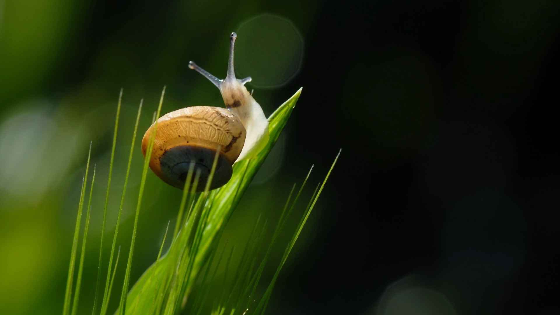 蜗牛高清图片