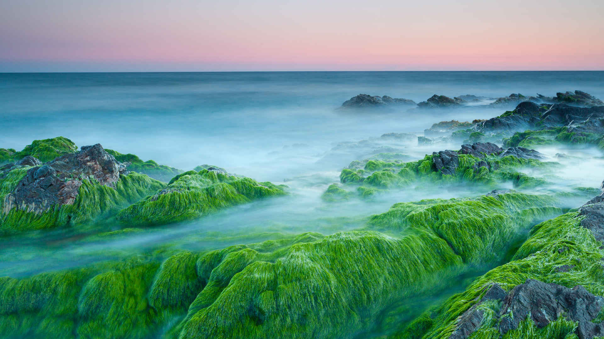 海洋绿色海藻壁纸