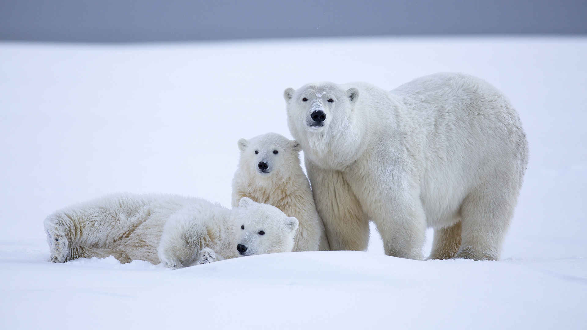 北极熊一家三口图片