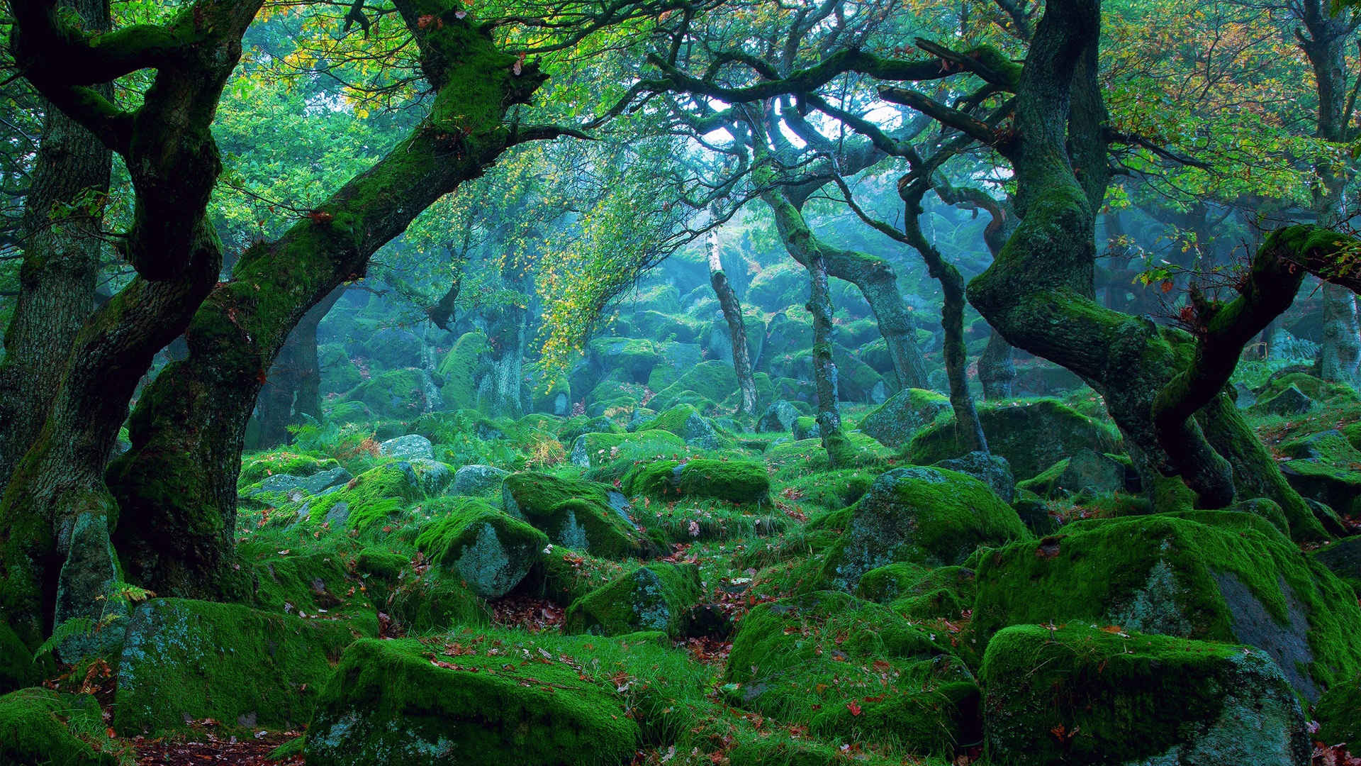 森林古老大树绿色美景图-