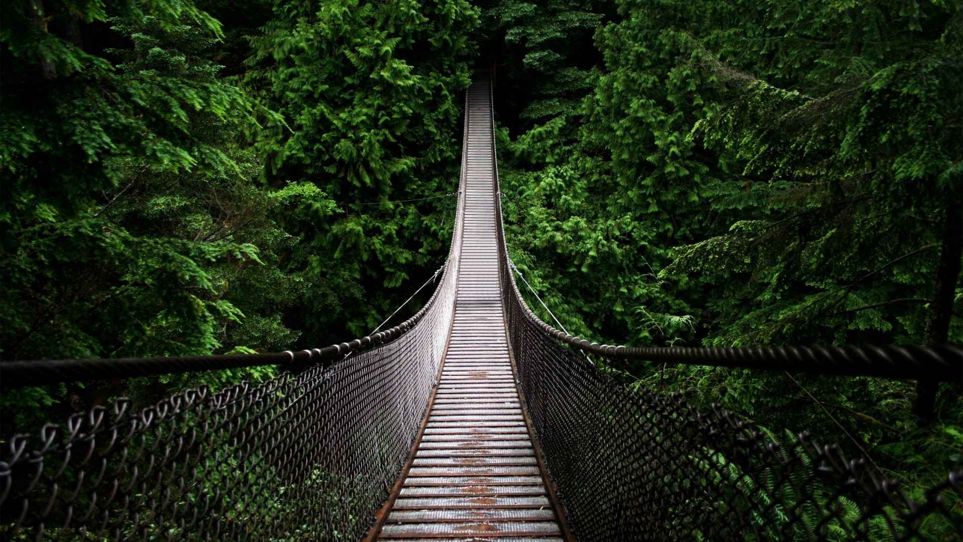 森林吊桥图片-
