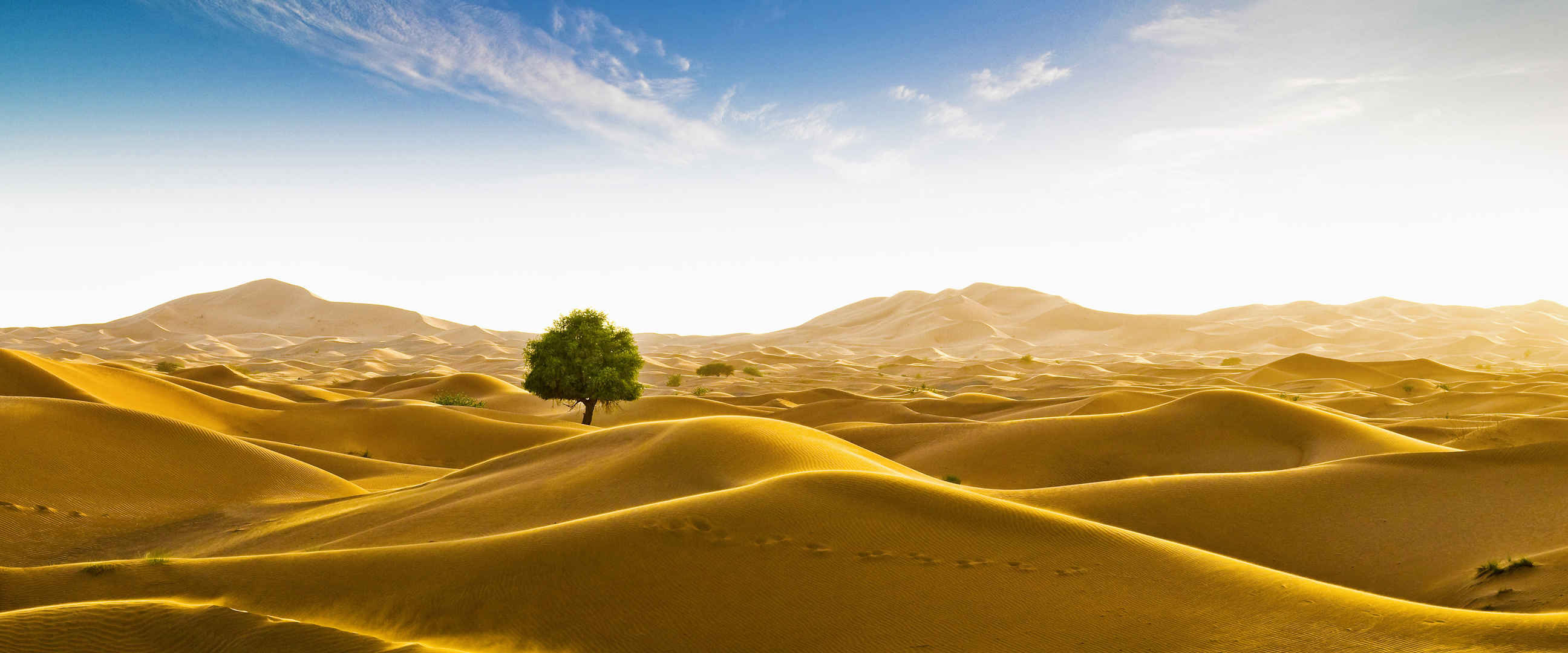 沙漠孤独树壁纸