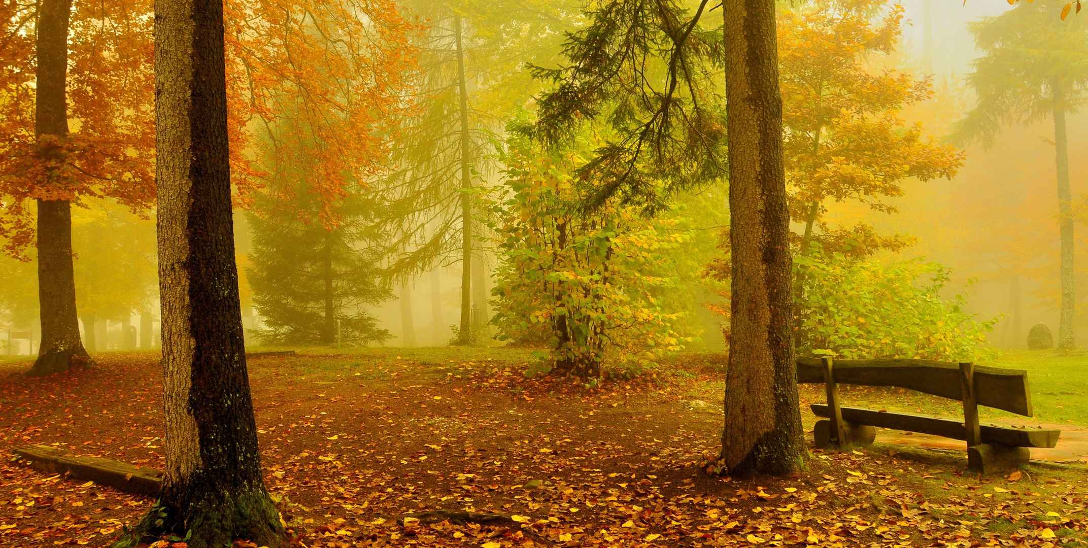 秋天有关大自然森林的图