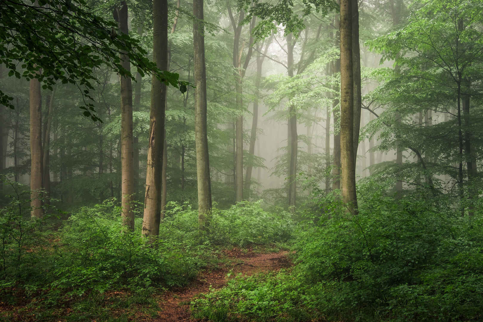 森林雾丛树风景4200x2880壁纸