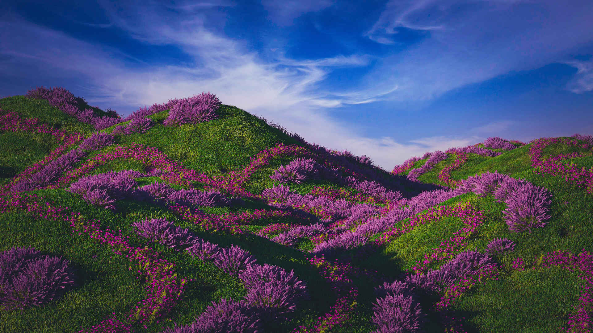 紫色野花壁纸3840x2160-