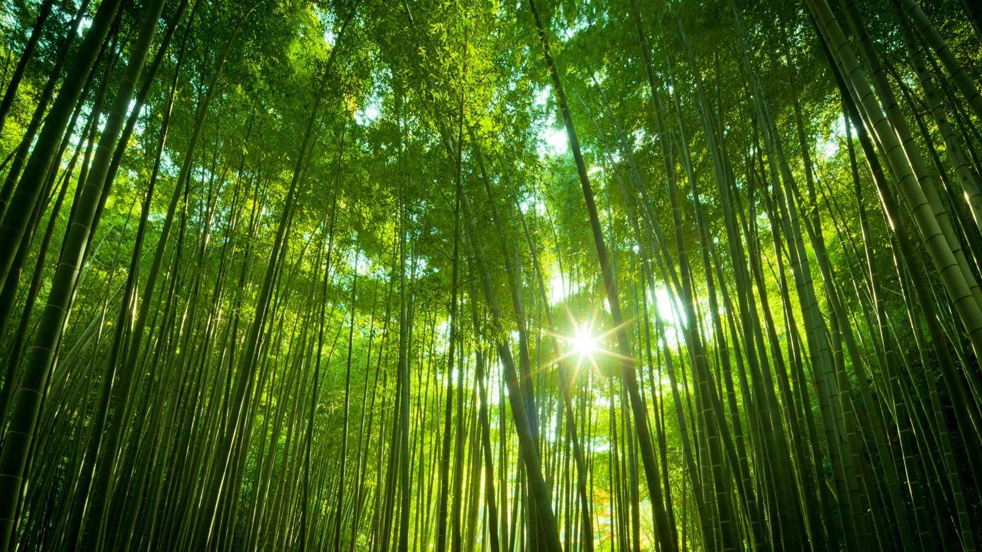 绿色竹林清新简单纯色的背景图-