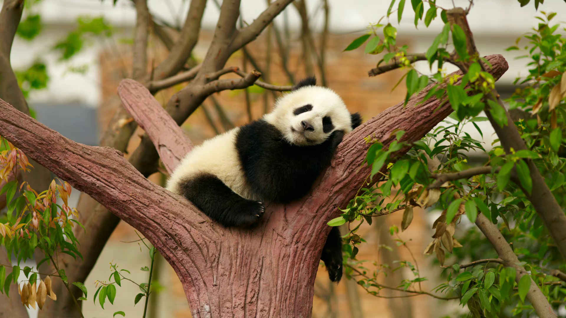 懒洋洋在树上睡觉的熊猫