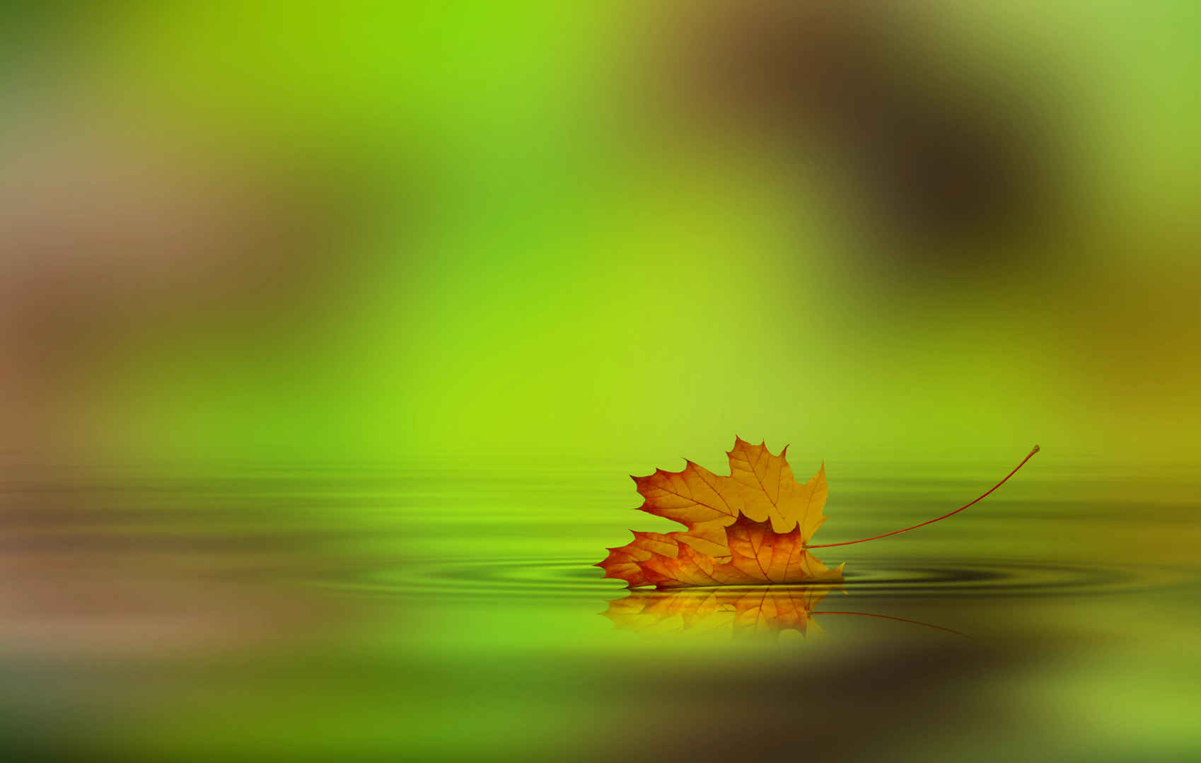 一片落叶浮在水面上图片