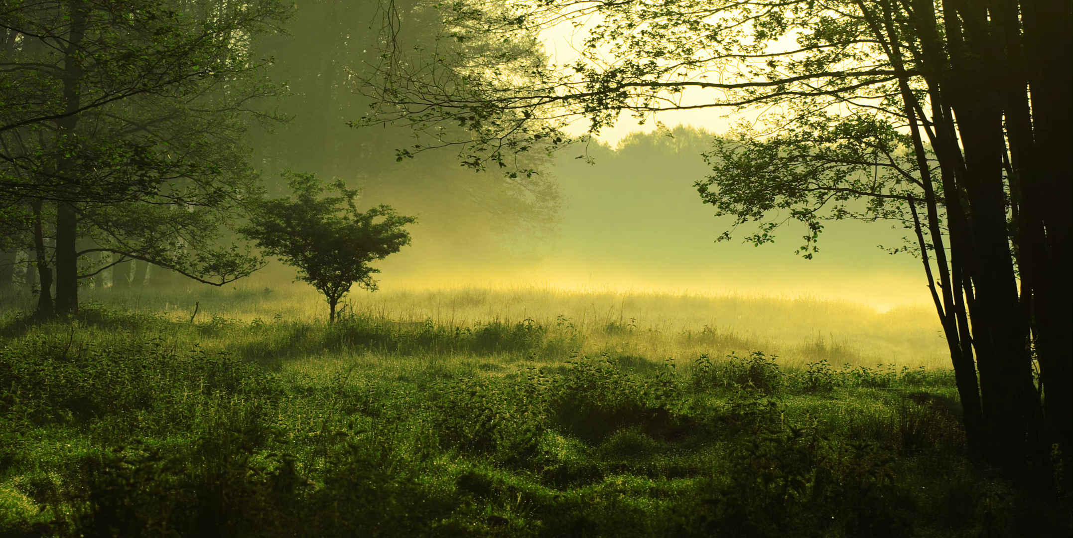 绿色清晨树林神秘雾壁纸