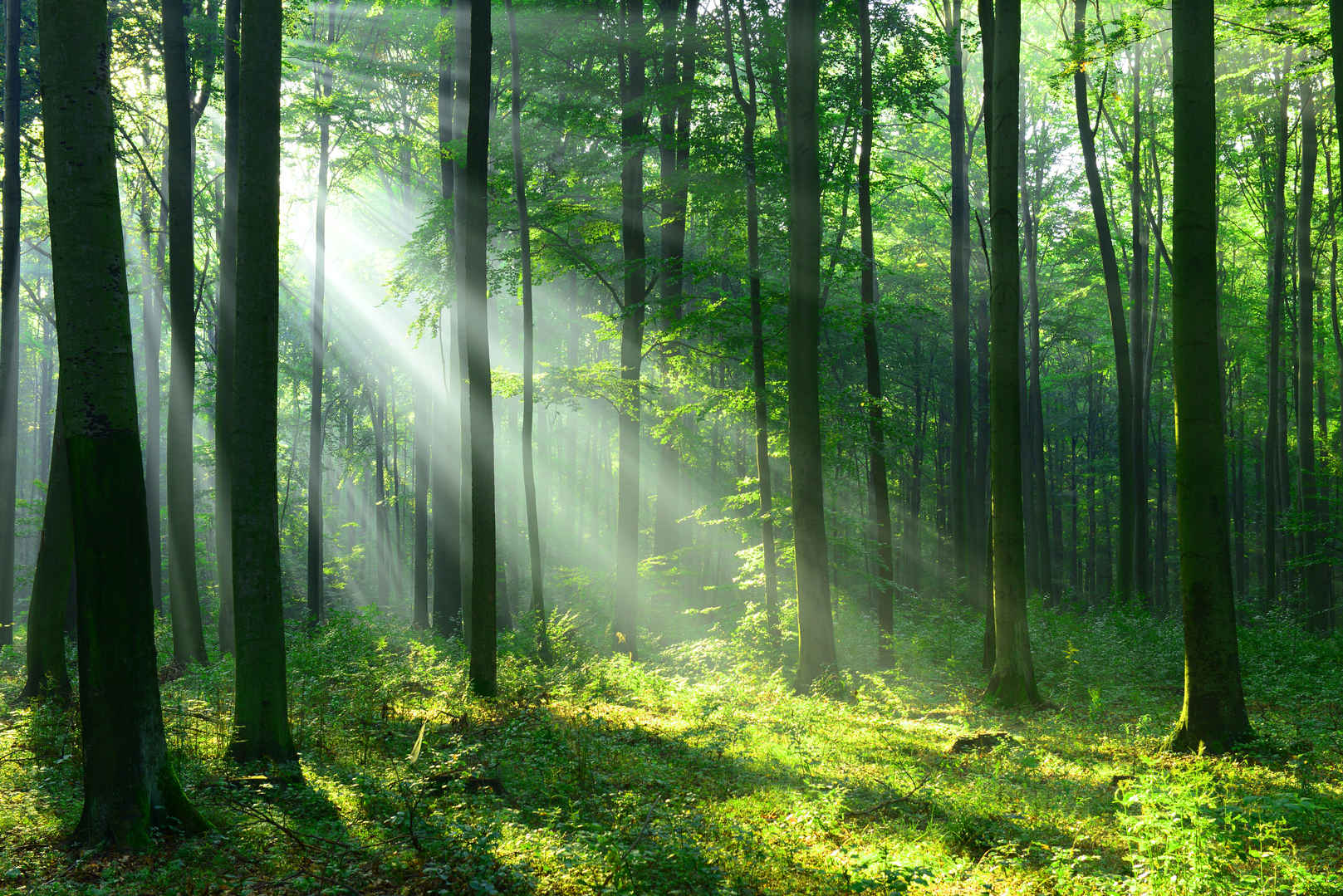 森林里美丽的清晨阳光壁纸-
