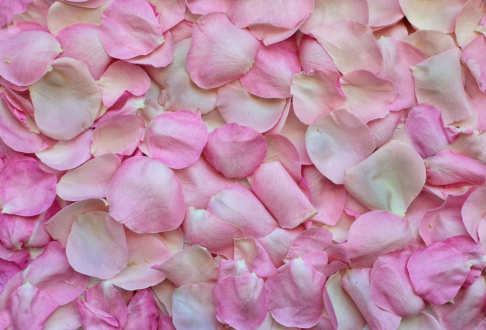 粉色玫瑰花瓣浪漫壁纸