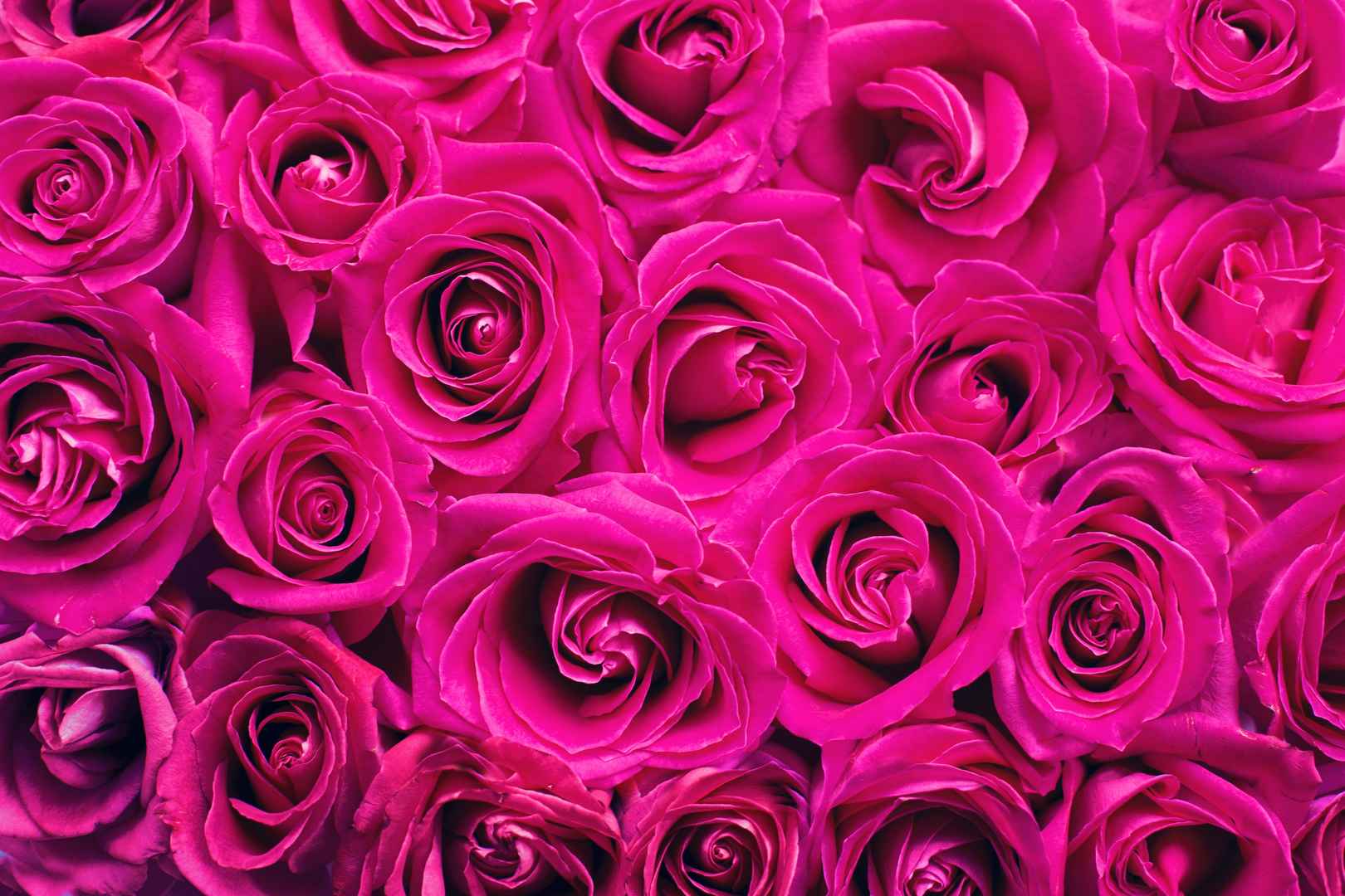 满屏粉色玫瑰浪漫壁纸