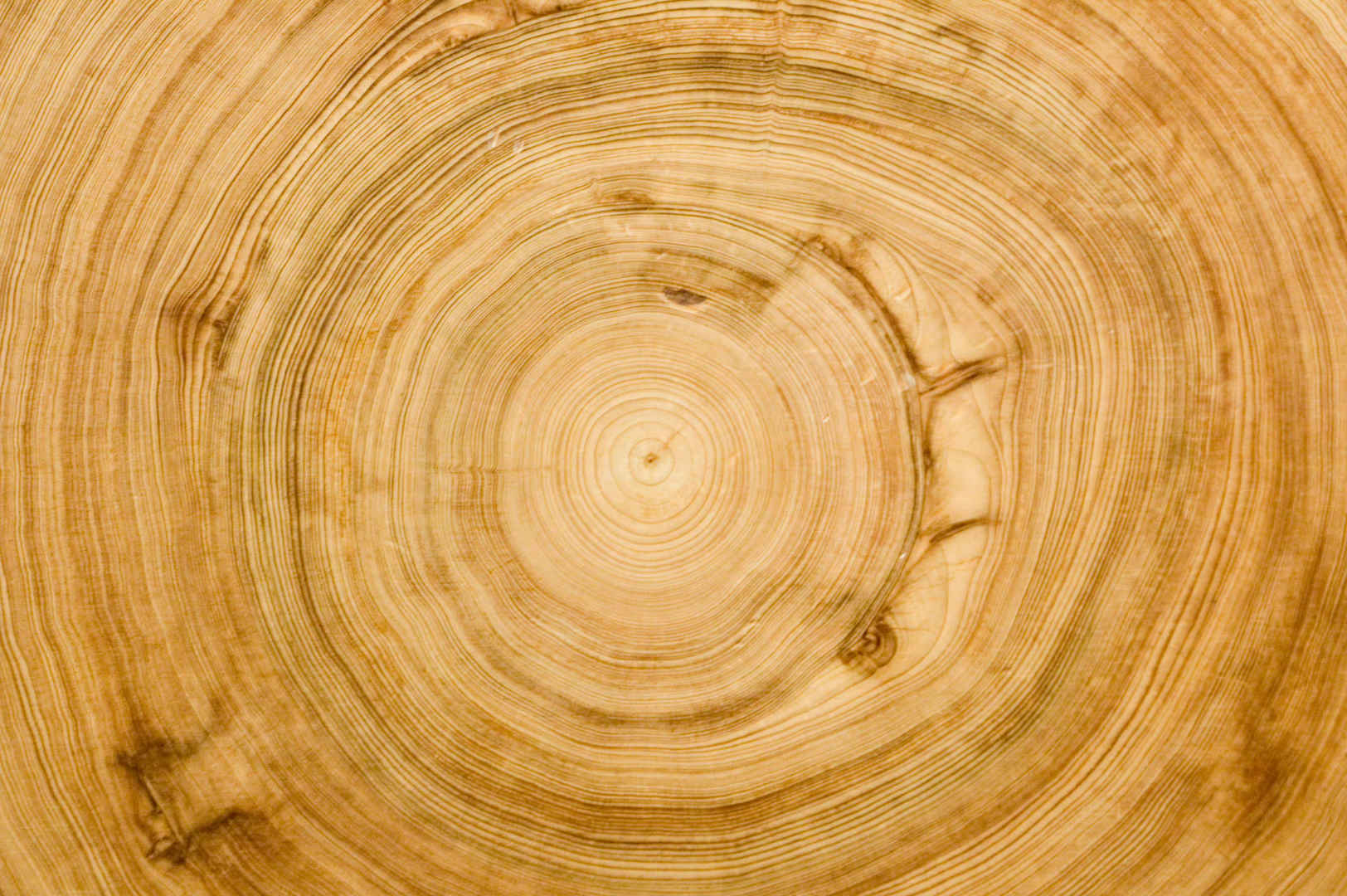 树的木纹纹理壁纸-