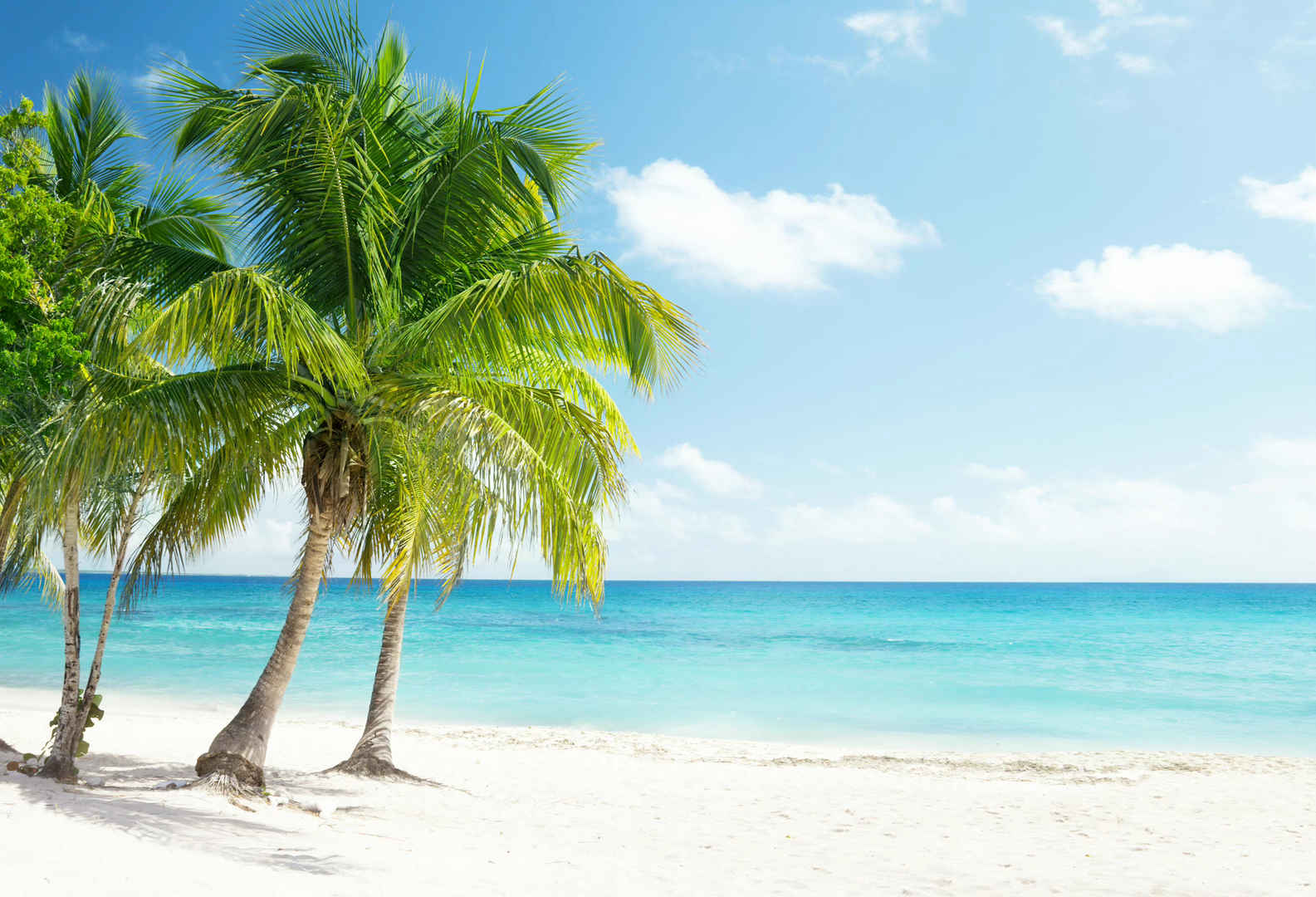 大海沙滩和椰子树风景图-