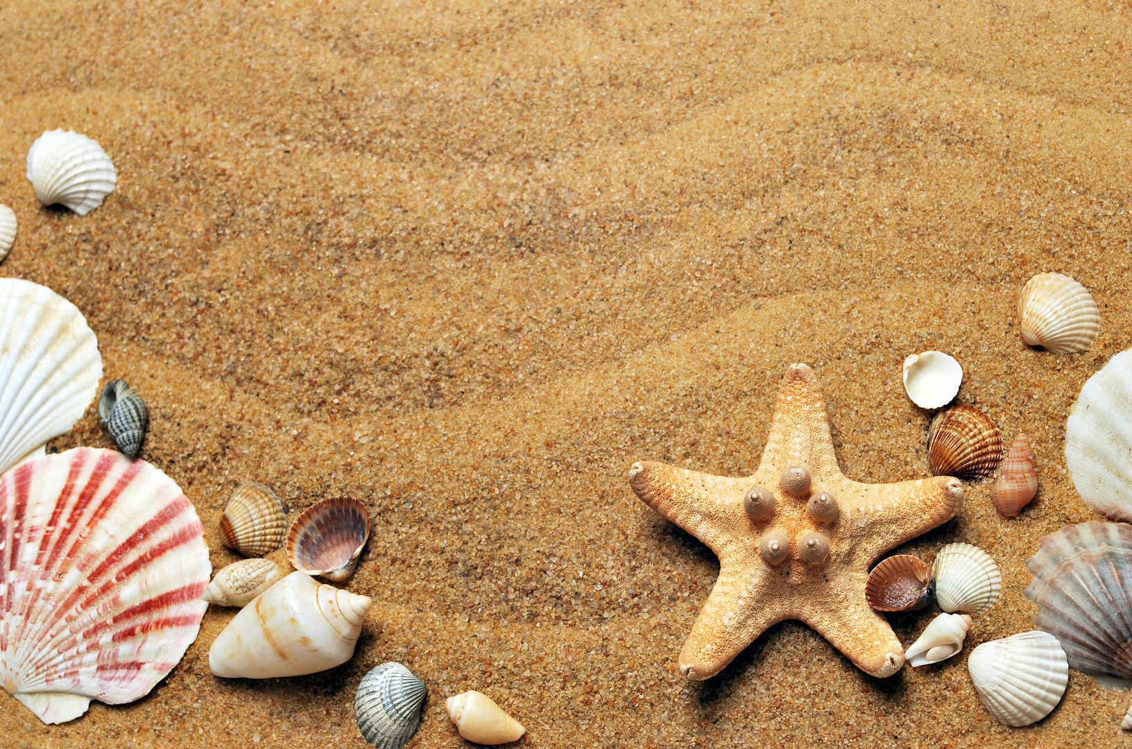 海滩贝壳 海星壁纸