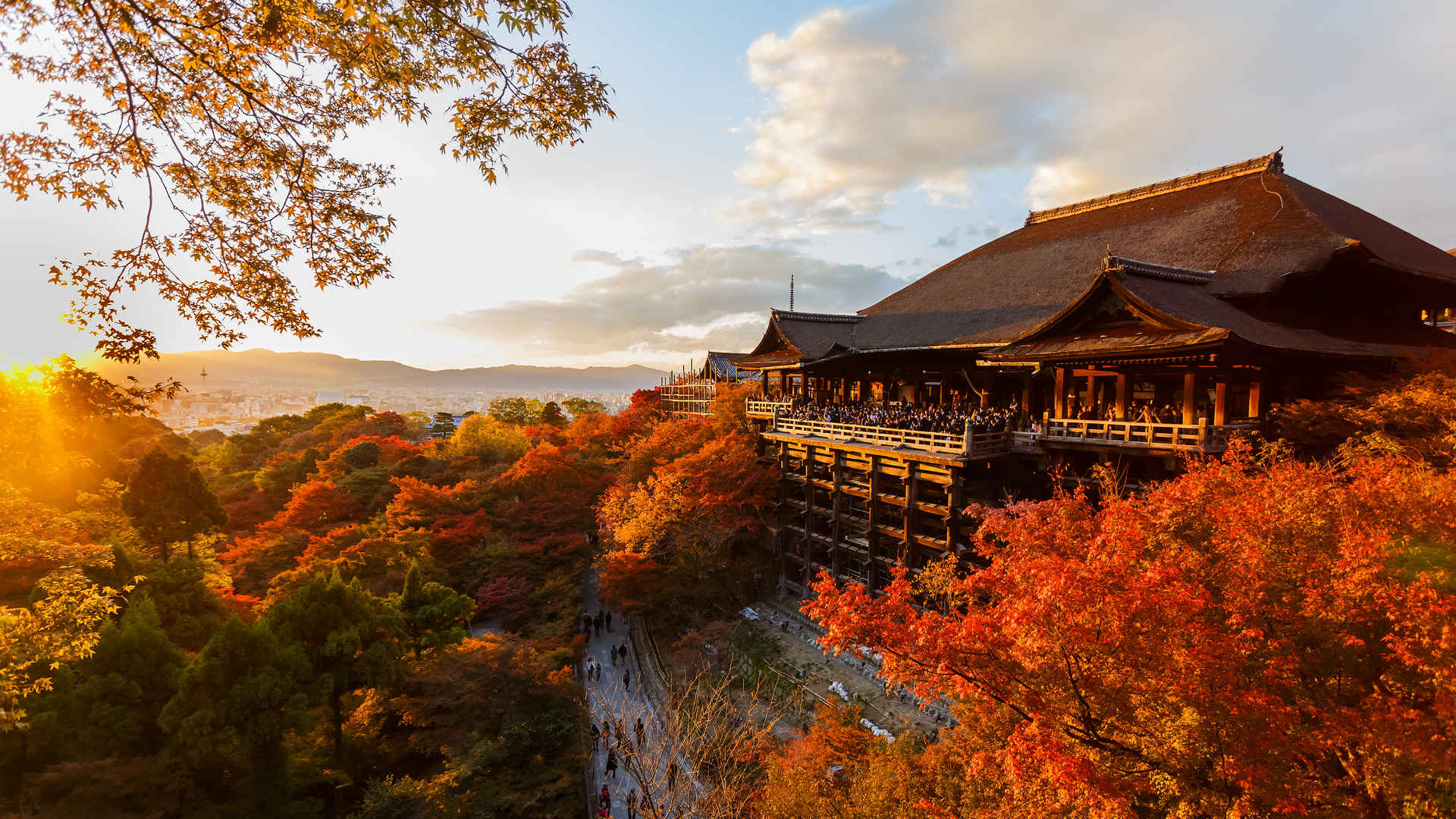 秋天日本黄色风景壁纸-