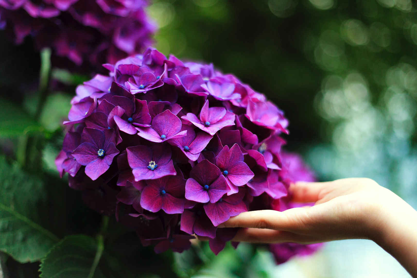 女人纤细的手托着紫色八仙花壁纸-