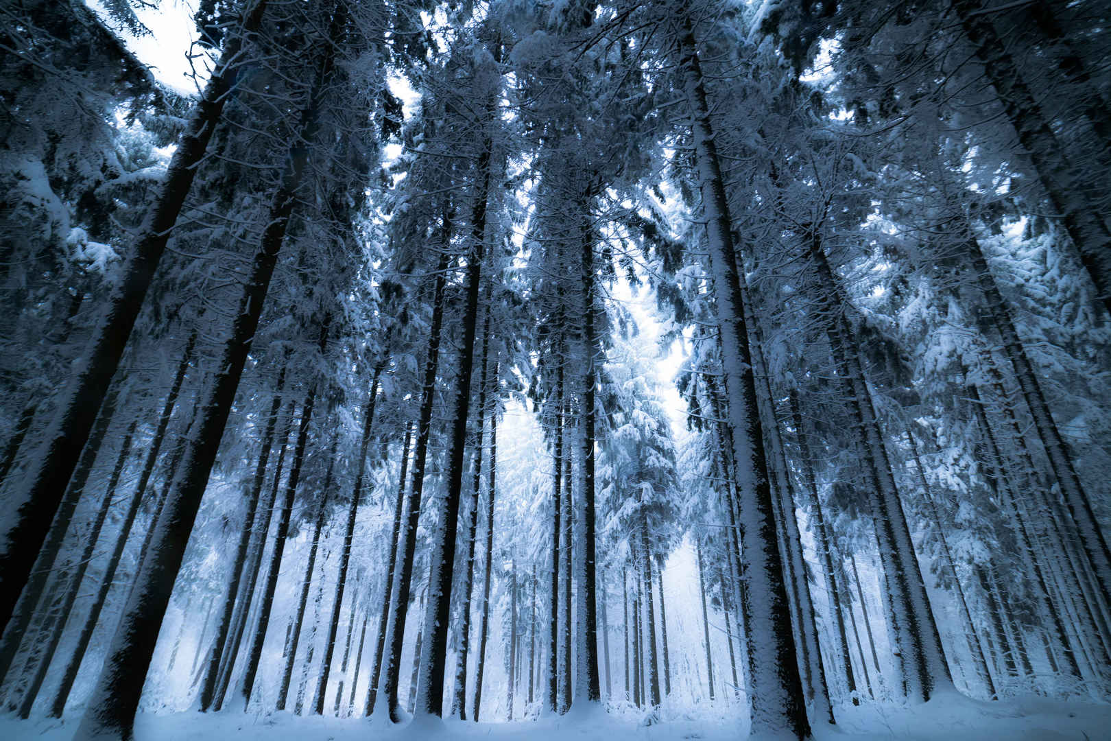 下雪的森林壁纸-