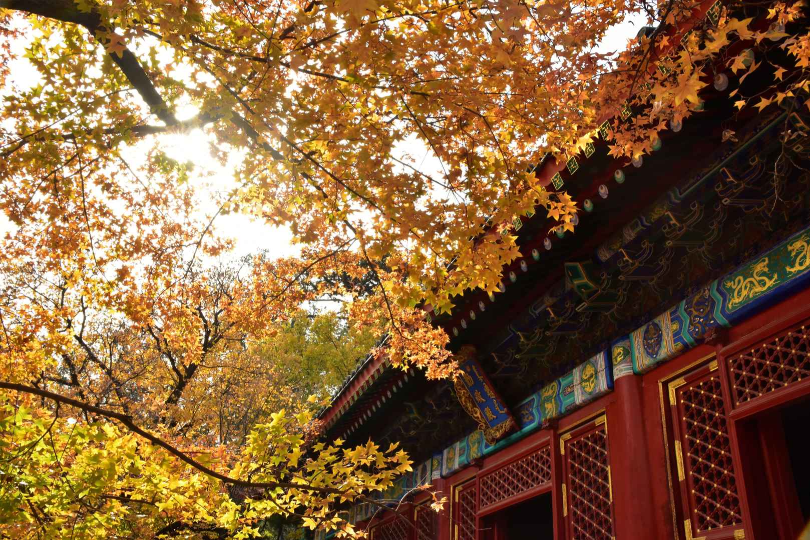 古建筑北京香山秋天金黄色树叶-