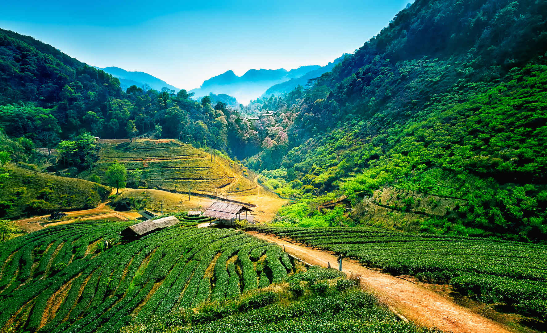 泰国的茶园泰国旅游-